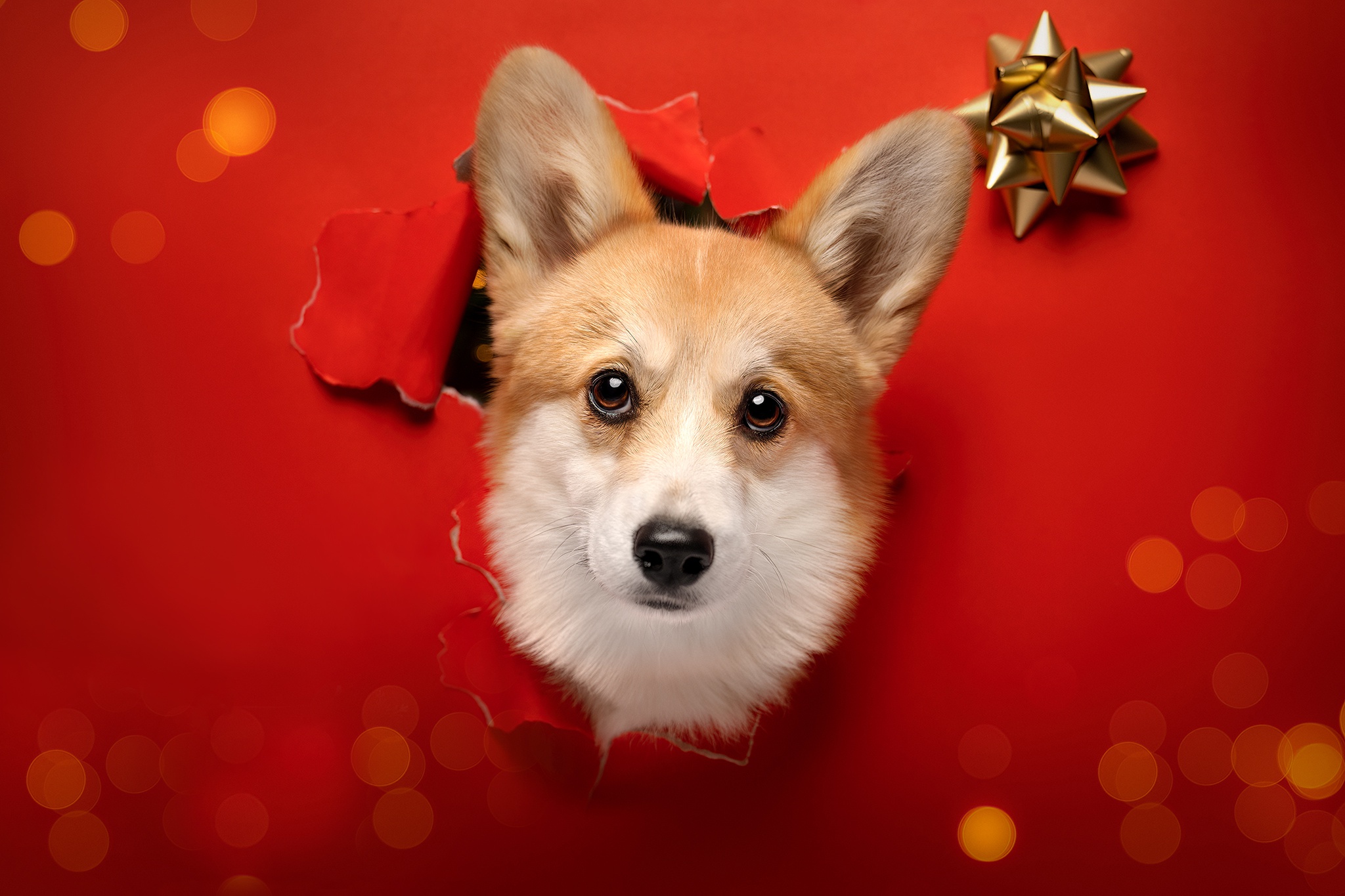 Wallpaper new year, dog, Christmas, red background, Corgi for mobile and desktop, section собаки, resolution 2048x1365