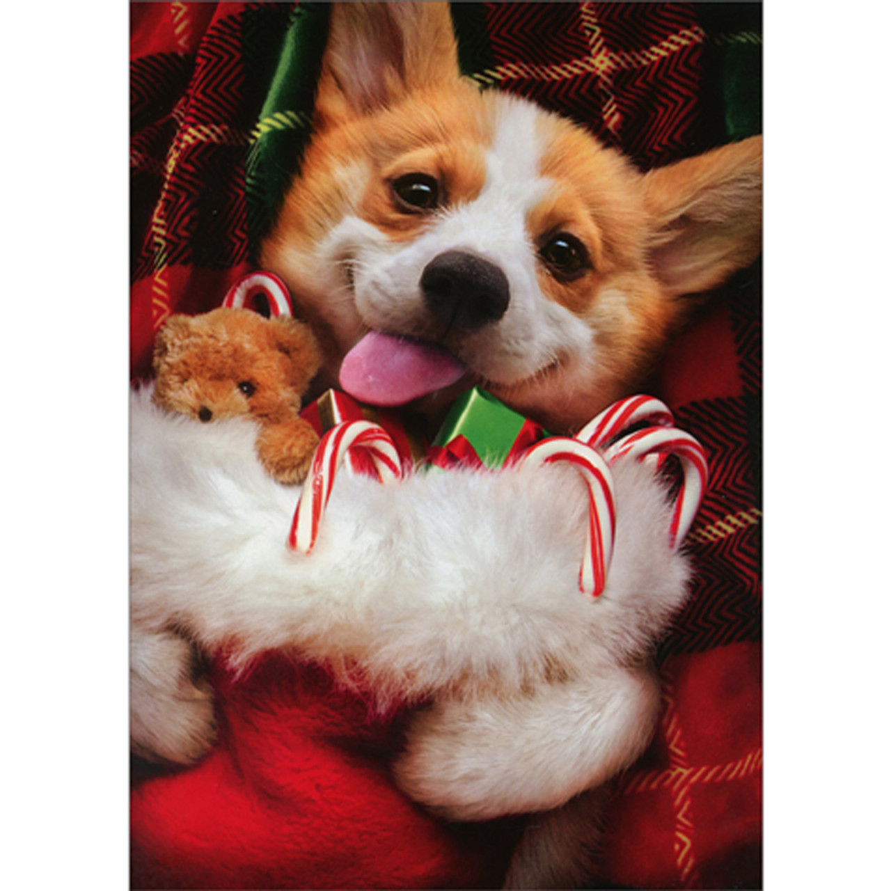 Christmas Corgi Holding Stocking Box of 10 Cute Dog Christmas Cards
