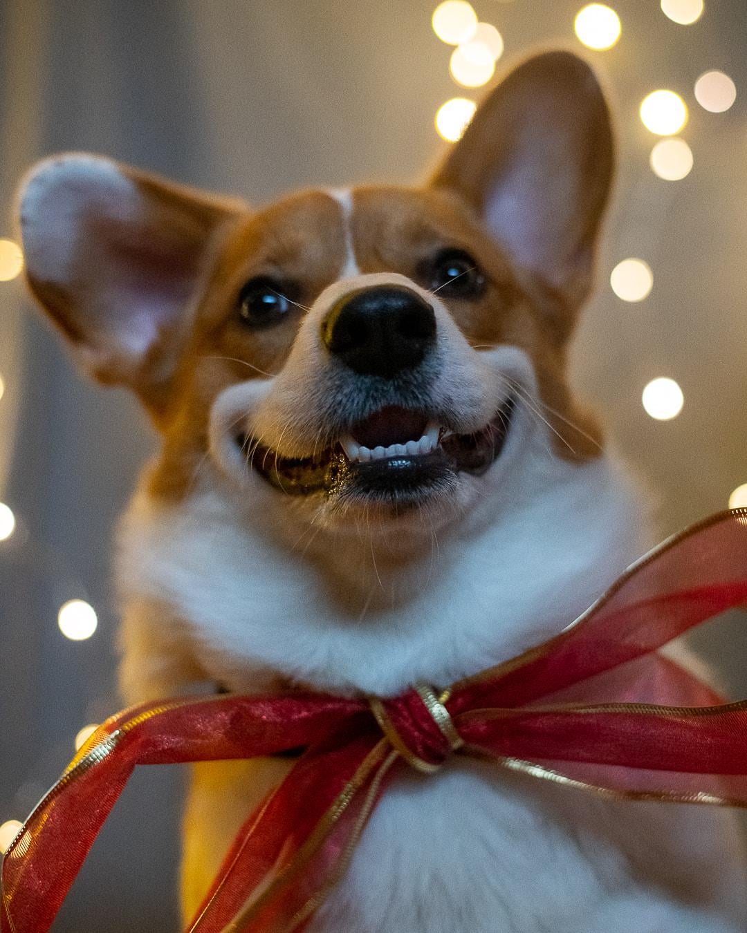 Got a Christmas corgi picture?