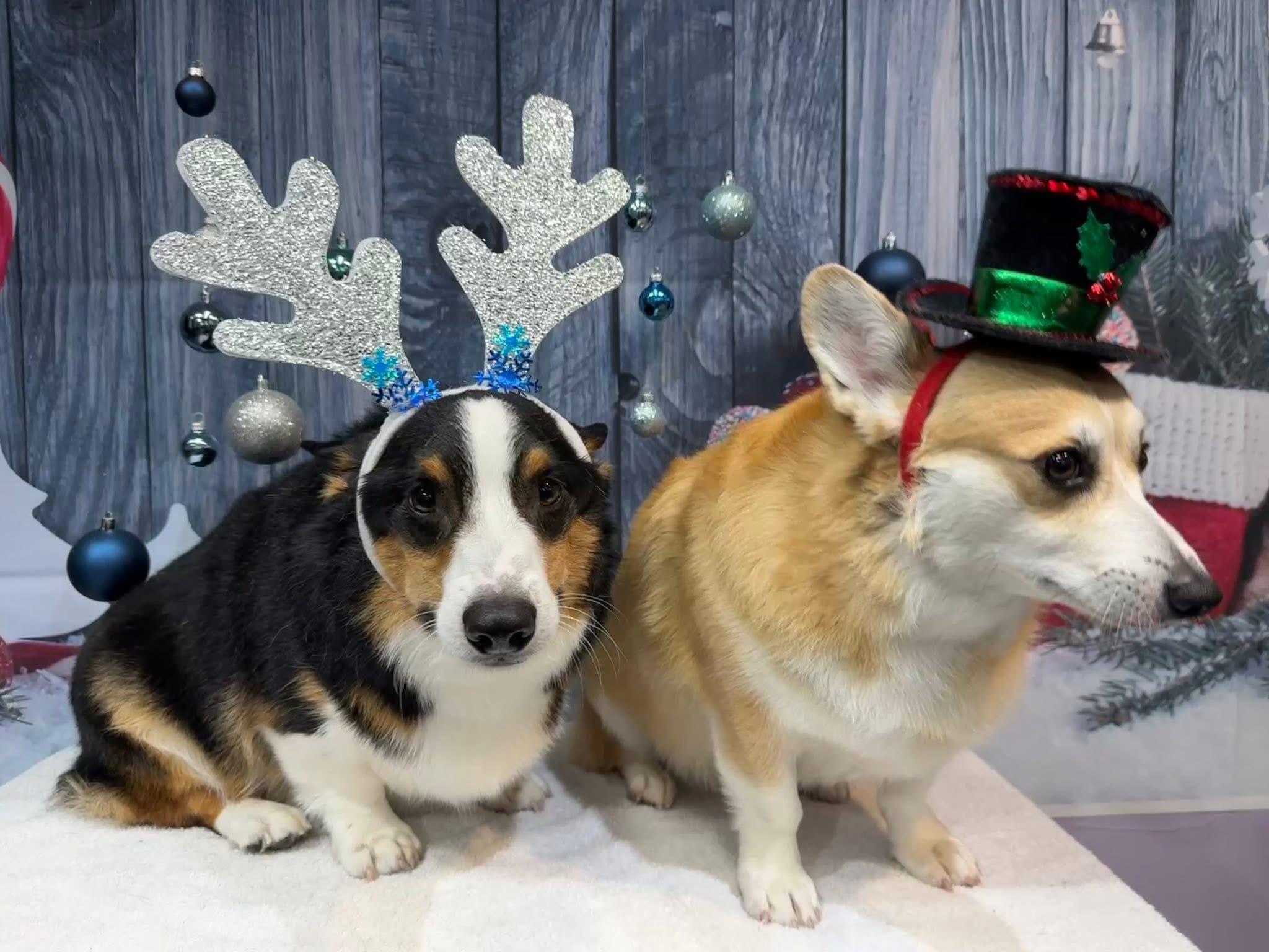Unenthused Christmas Corgis