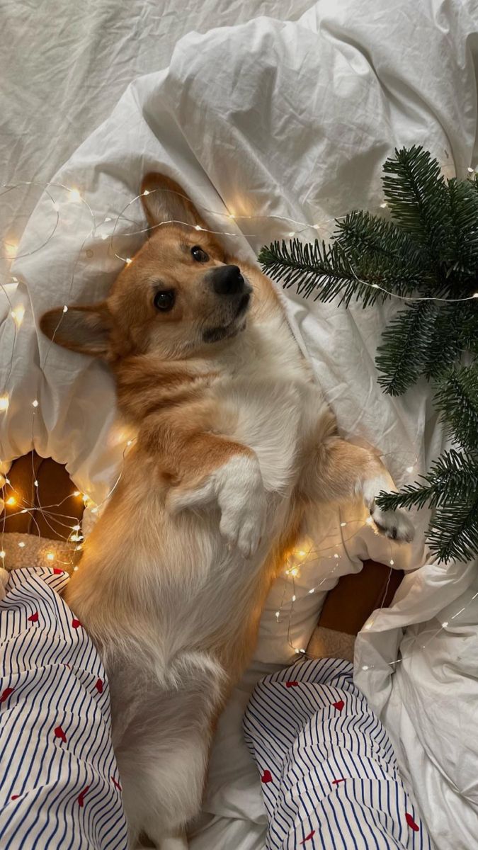 Cozy Christmas Vibes with a Cute Dog