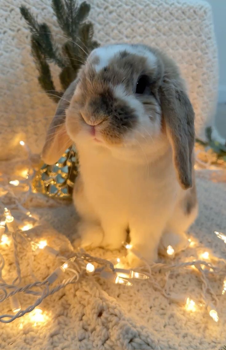 Christmas bunny, Christmas pet photo, cute bunny, Christmas photo, bunny