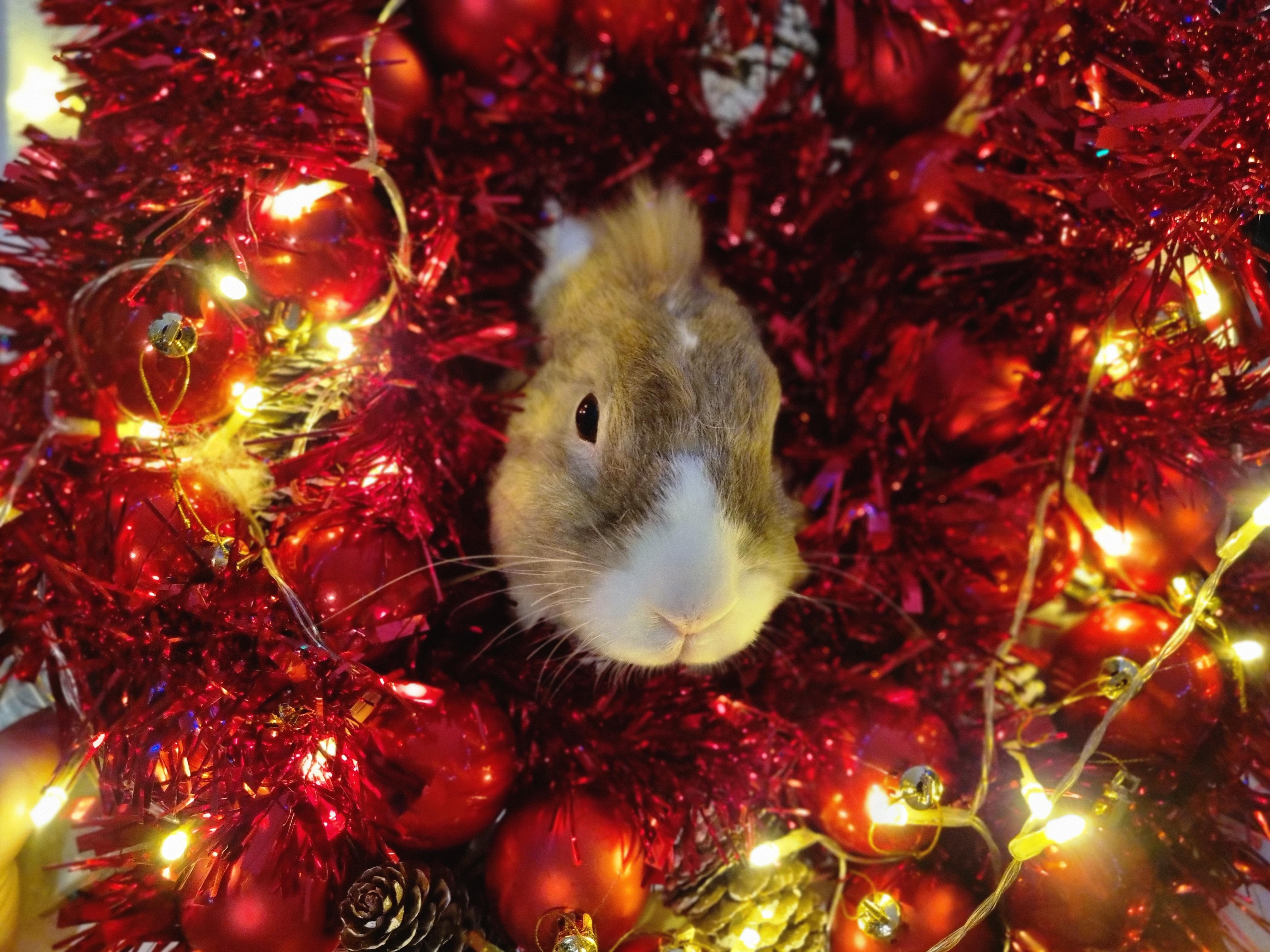 Christmas photohoot with the three best bunnies!