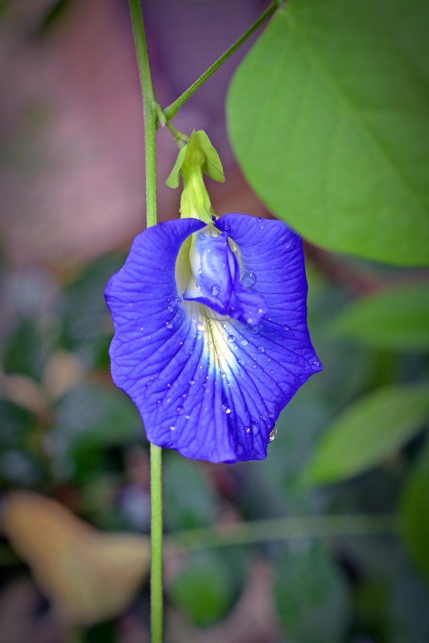 Clitoria Ternatea Klitorie Blossom
