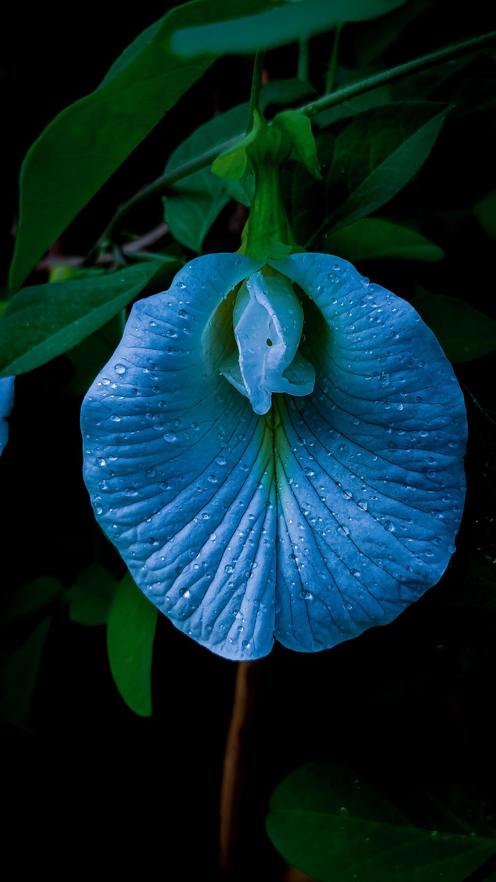 Free Clitoria Ternatea & Butterfly Pea Photo