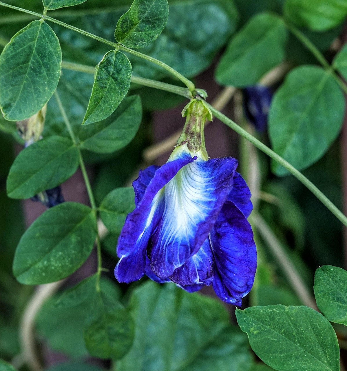 Free Clitoria Ternatea & Butterfly Pea Image
