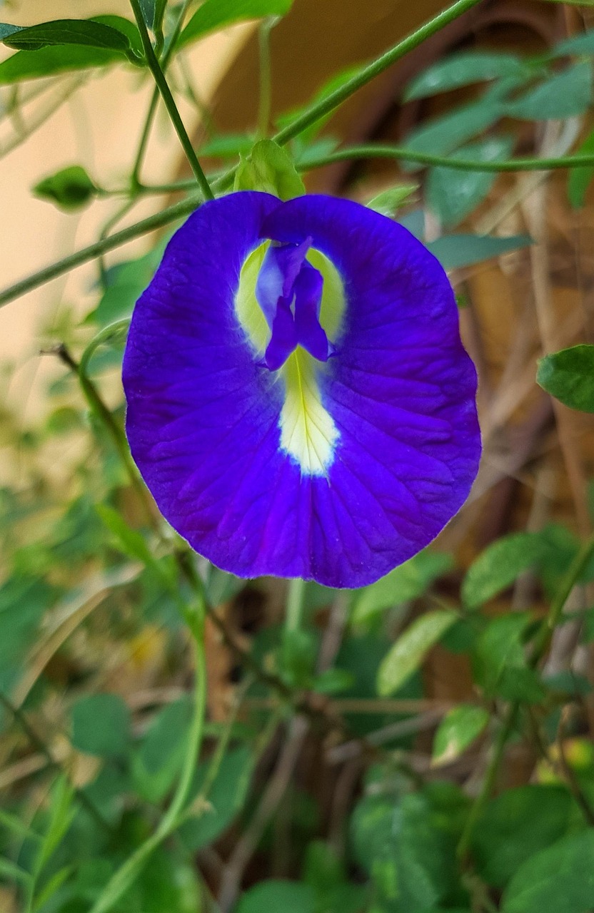 Clitoria Ternatea Butterfly Pea