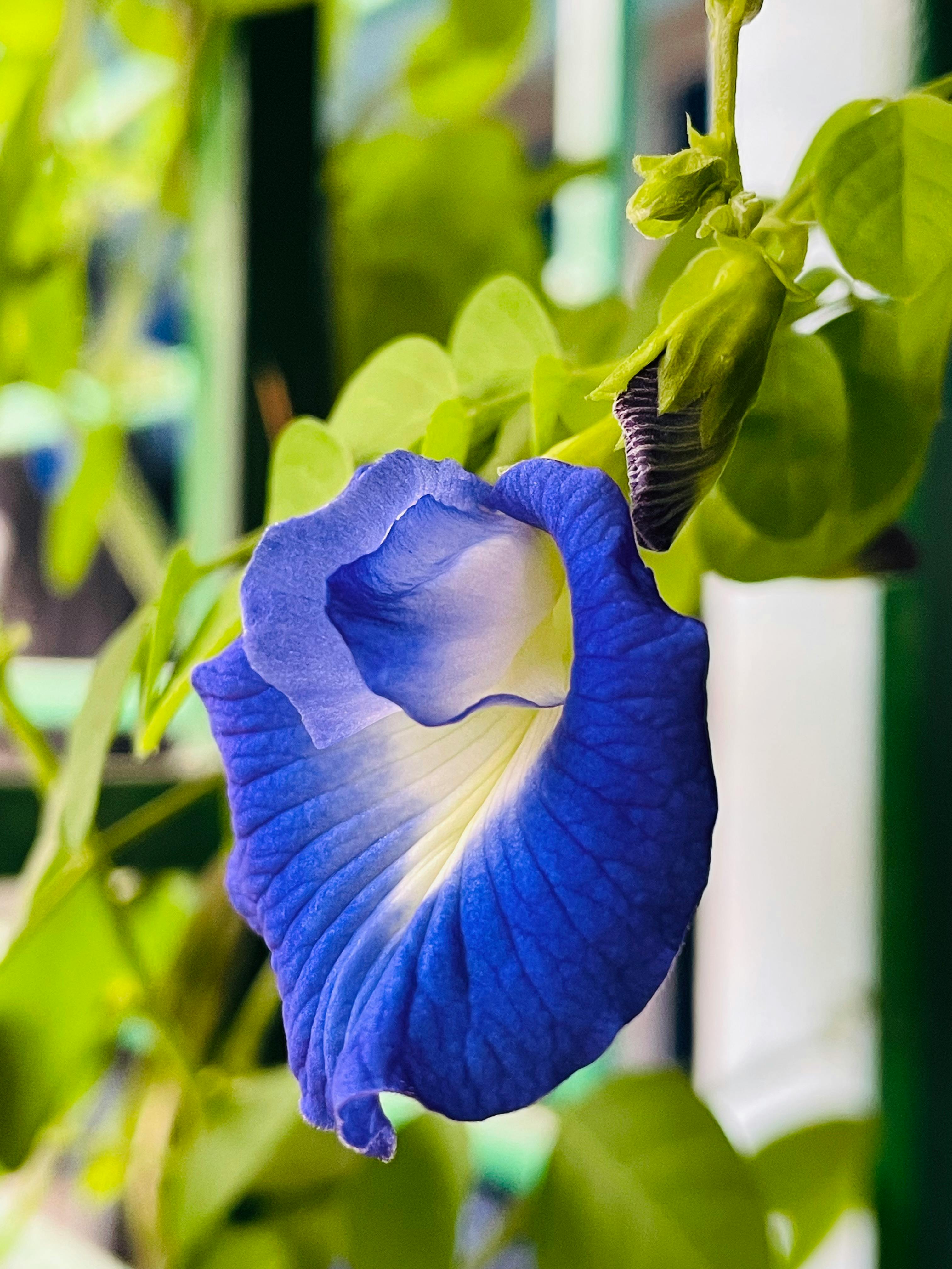 Blue Butterfly Pea #Clitoria Ternatea Photo, Download The BEST Free #Blue Butterfly Pea #Clitoria Ternatea & HD Image