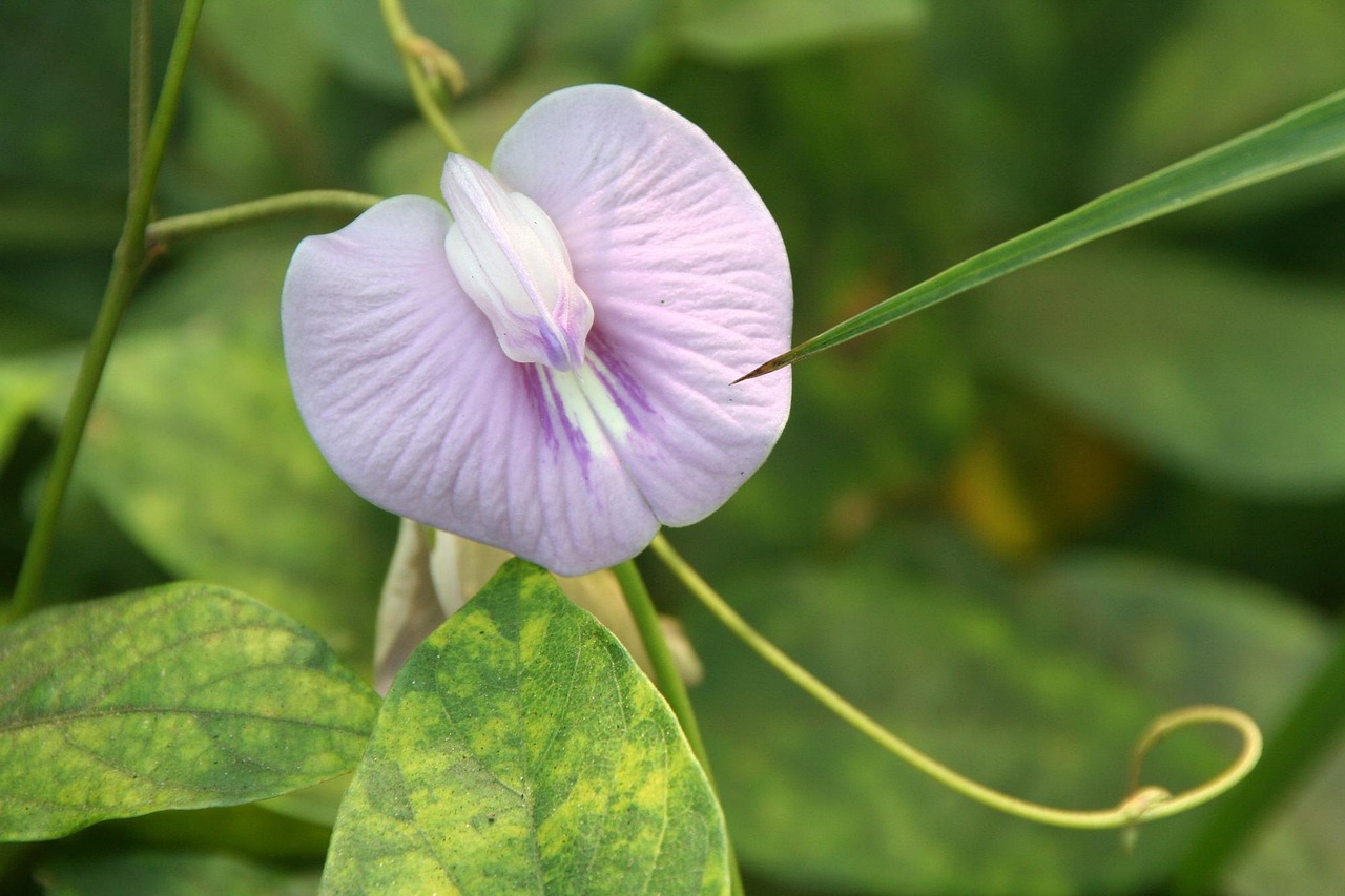 Free Clitoria & Clitoria Ternatea Image
