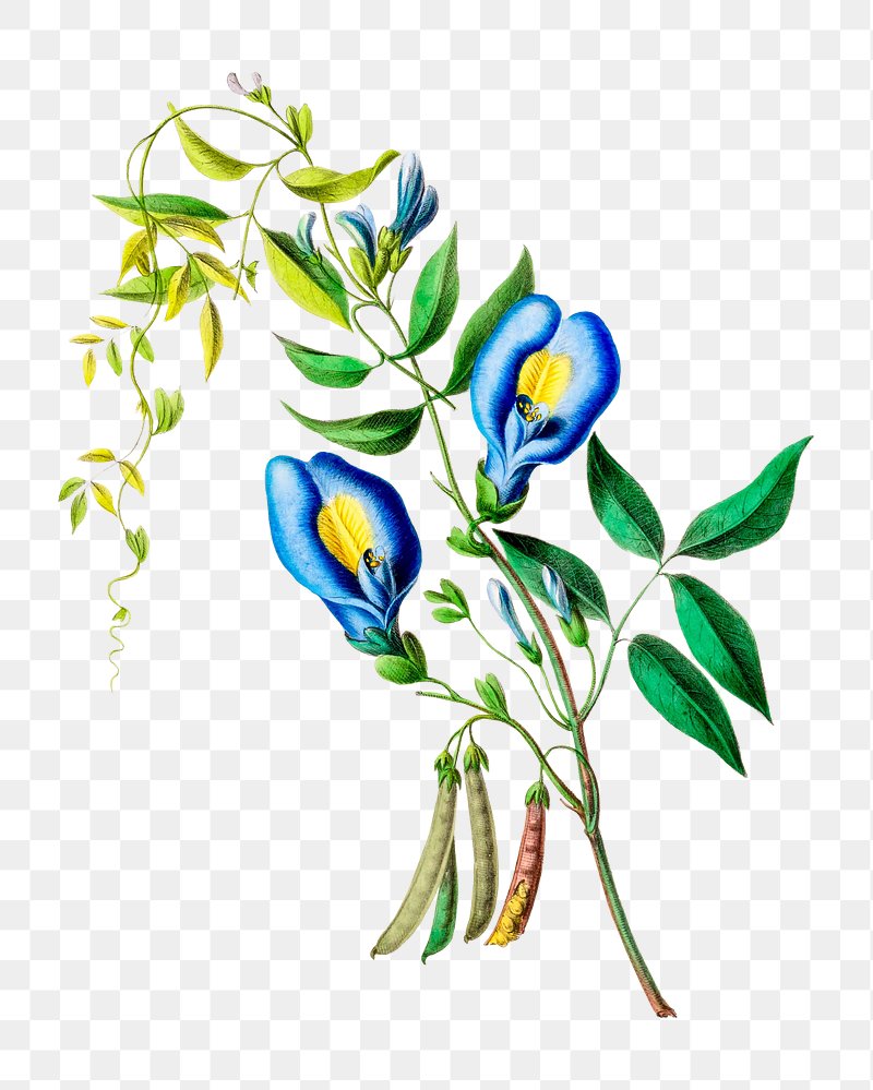 Clitoria Ternatea Image Wallpaper