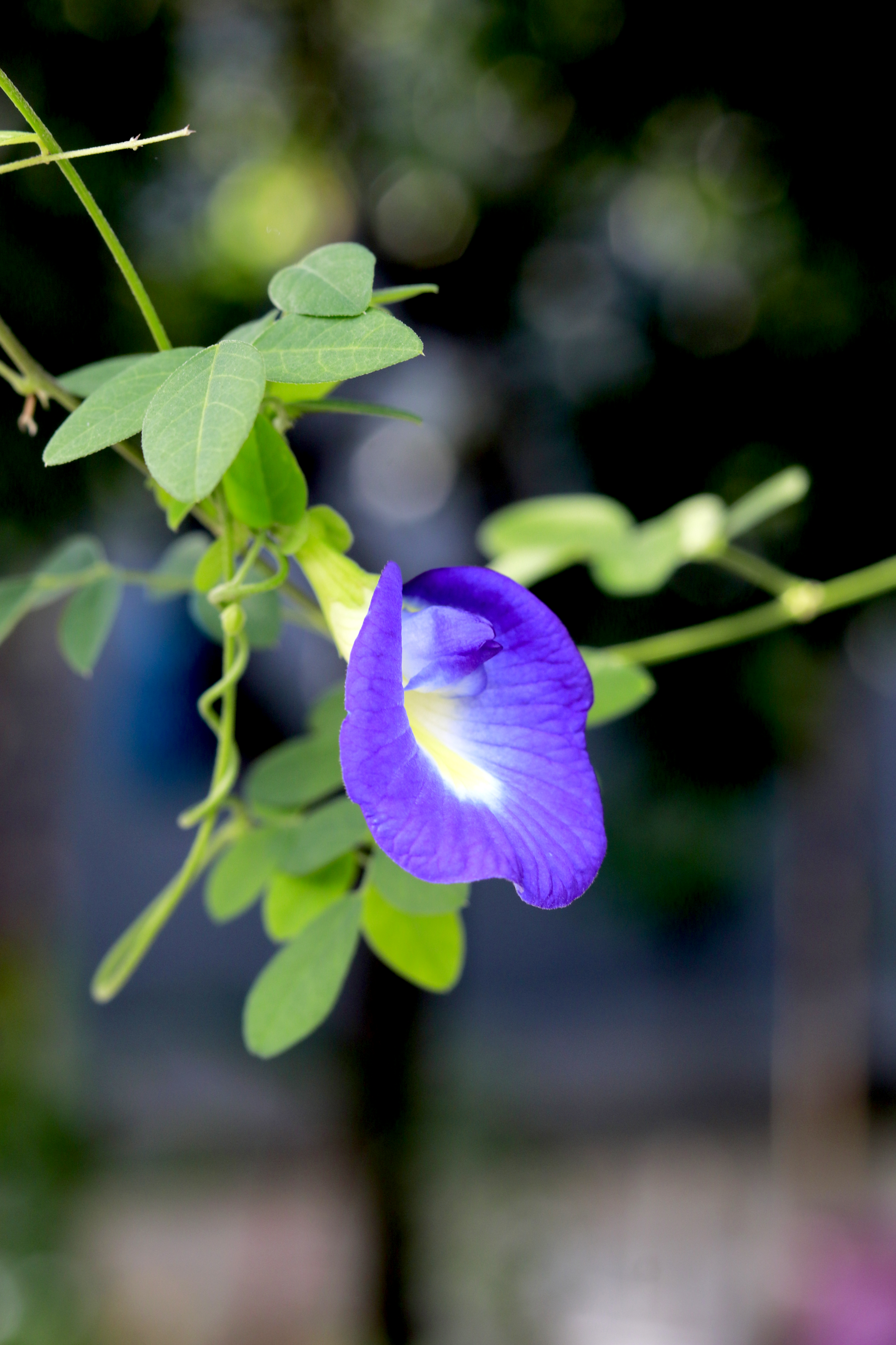 Clitoria ternatea alias bunga