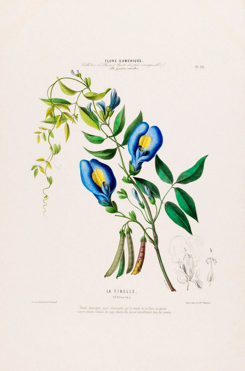 Clitoria Ternatea Image Wallpaper