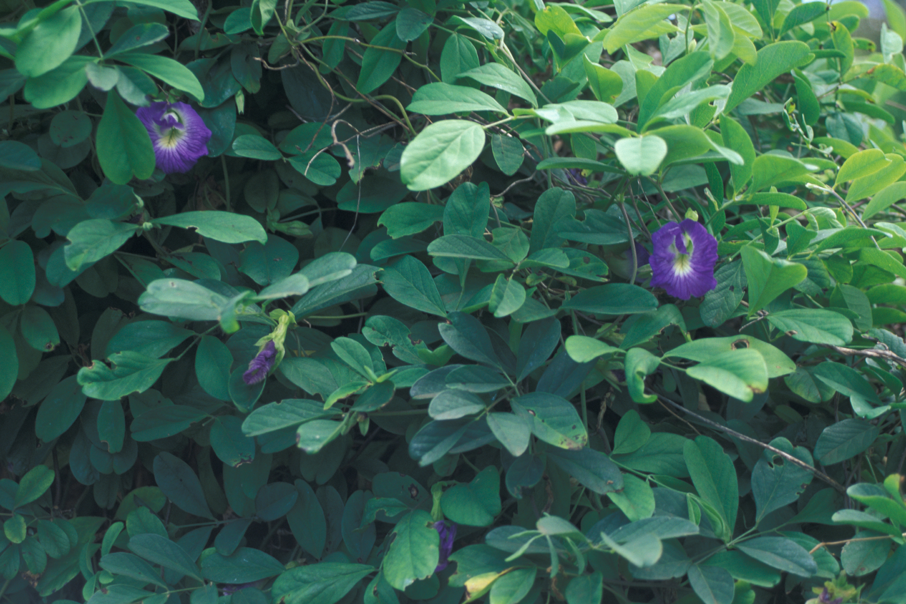 Clitoria ternatea Image Tropical Plants