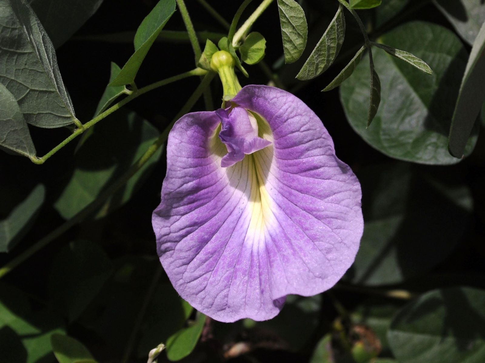 Clitoria ternatea L. Colombian Plants made accessible