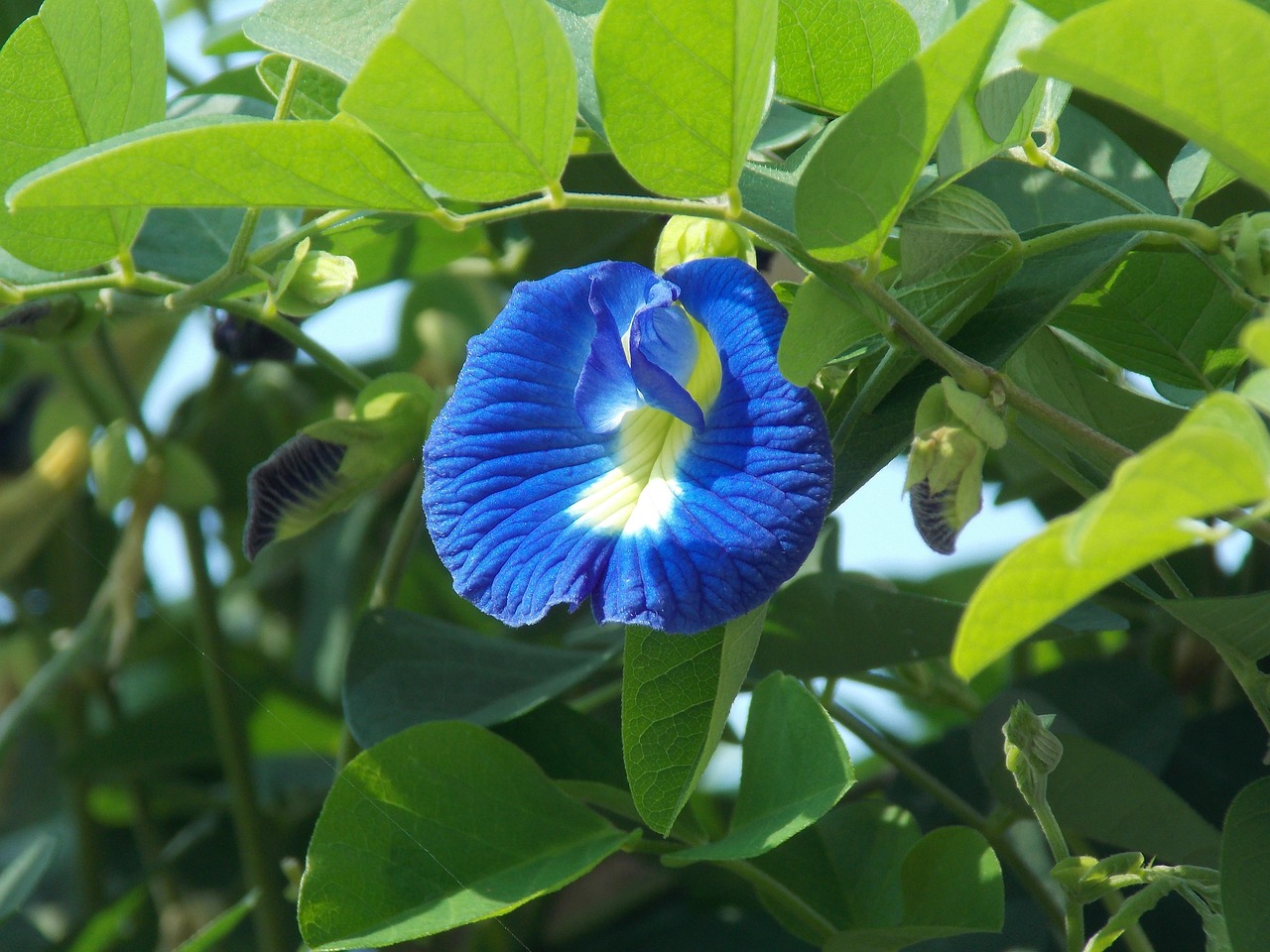Free Blue Pea & Nature Image