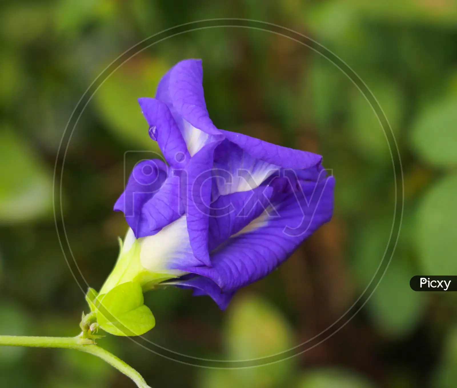 Image Of Clitoria Ternatea Flower, Butterfly Pea Purple Flower Image VV044416 Picxy