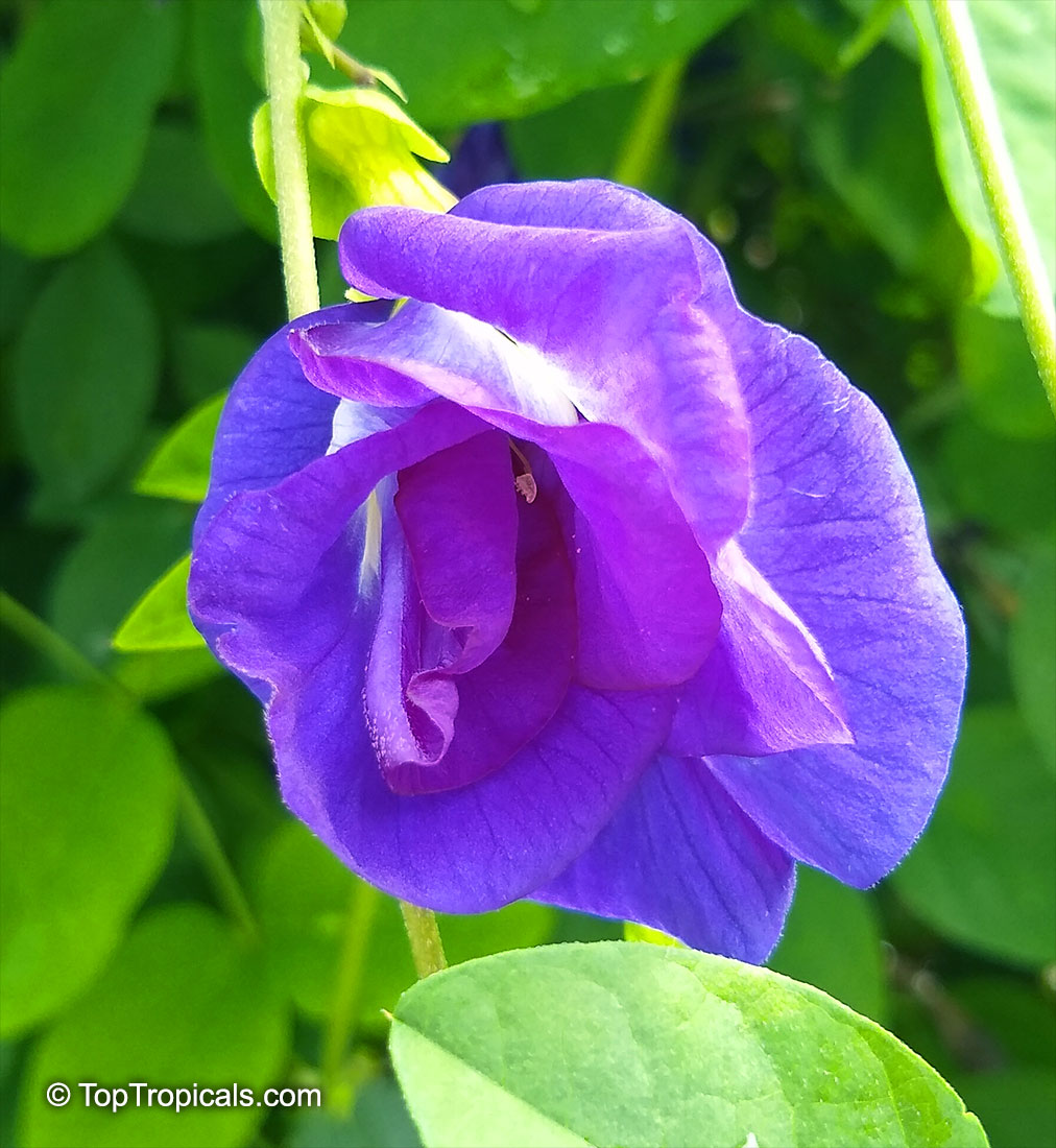 Clitoria ternatea (Butterfly Pea). Top Tropicals Plant Encyclopedia