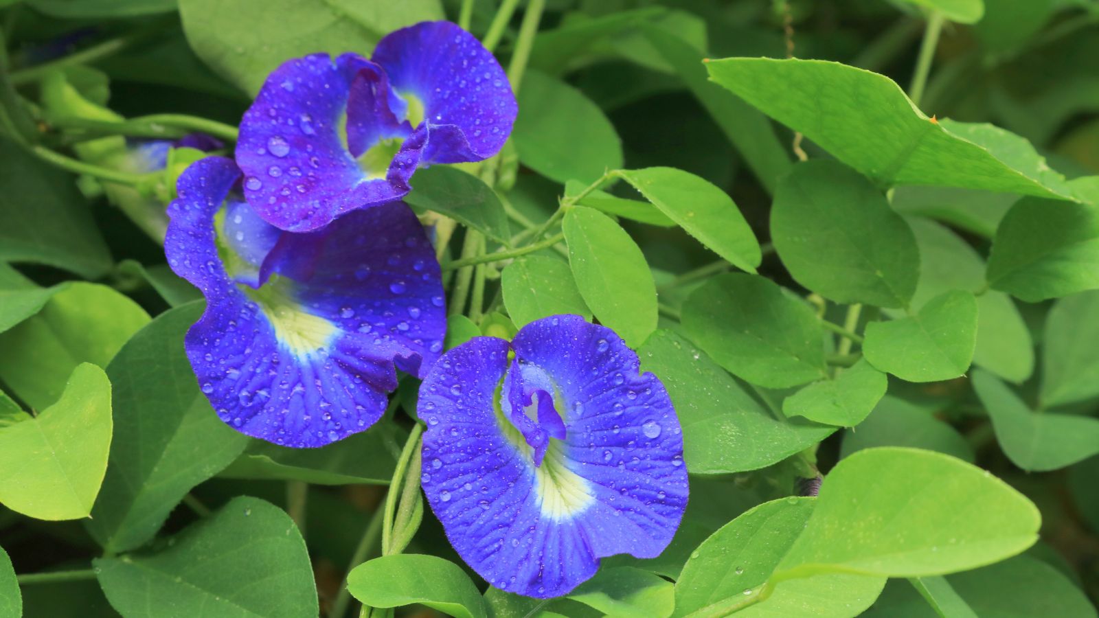 How to Plant, Grow, and Care for Butterfly Pea