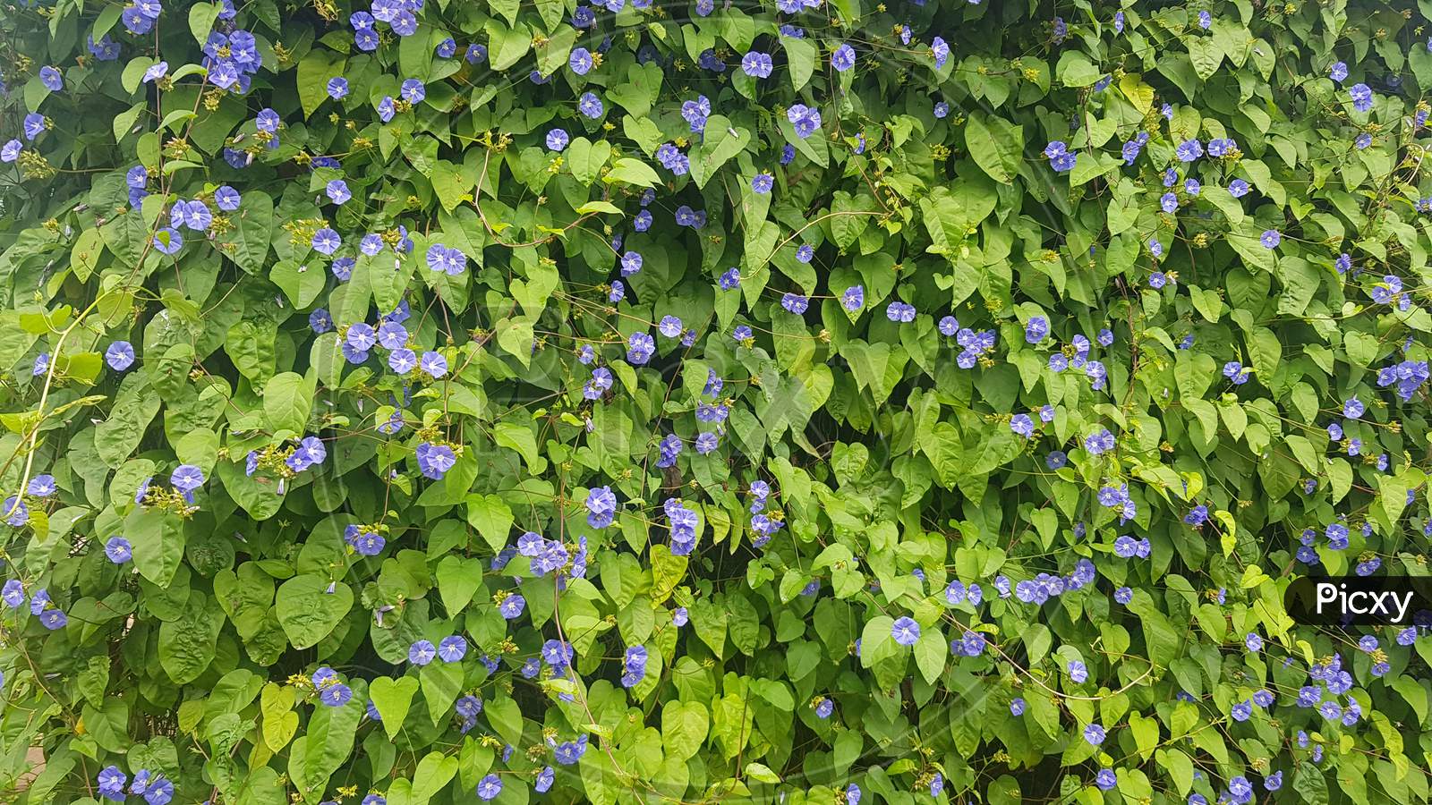 Image Of Clitoria Ternatea Flowers On Tree UJ641813 Picxy
