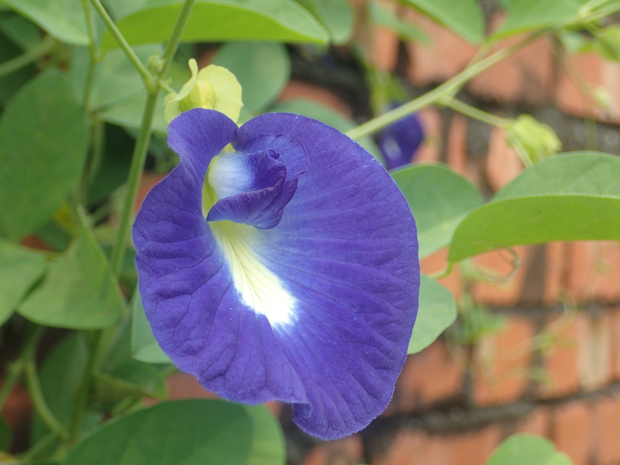Blue Pea (Clitoria ternatea) · iNaturalist
