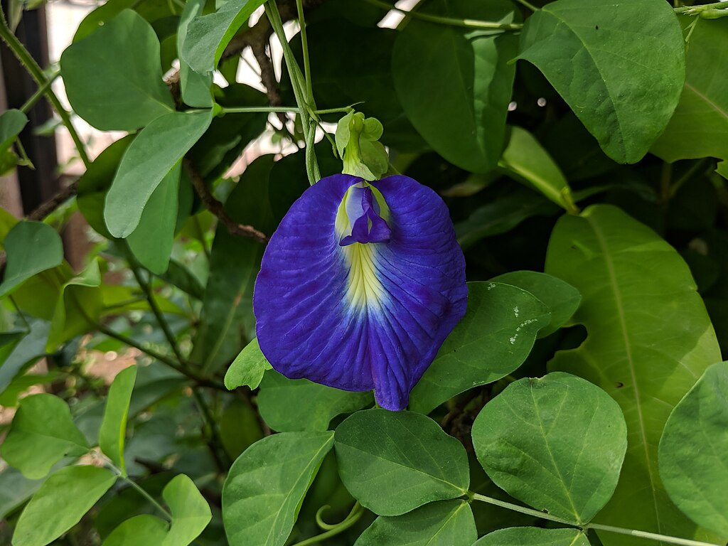 Clitoria ternatea 20180921