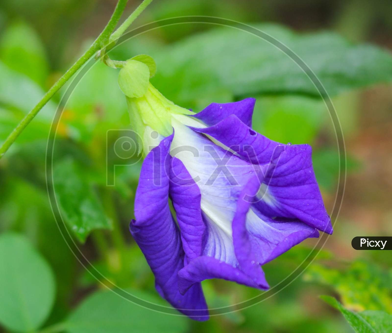Image Of Clitoria Ternatea Flower, Butterfly Pea Purple Flower Image QX018159 Picxy