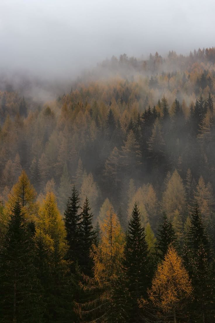 wallpaper. Foggy forest, Wallpaper, Misty forest