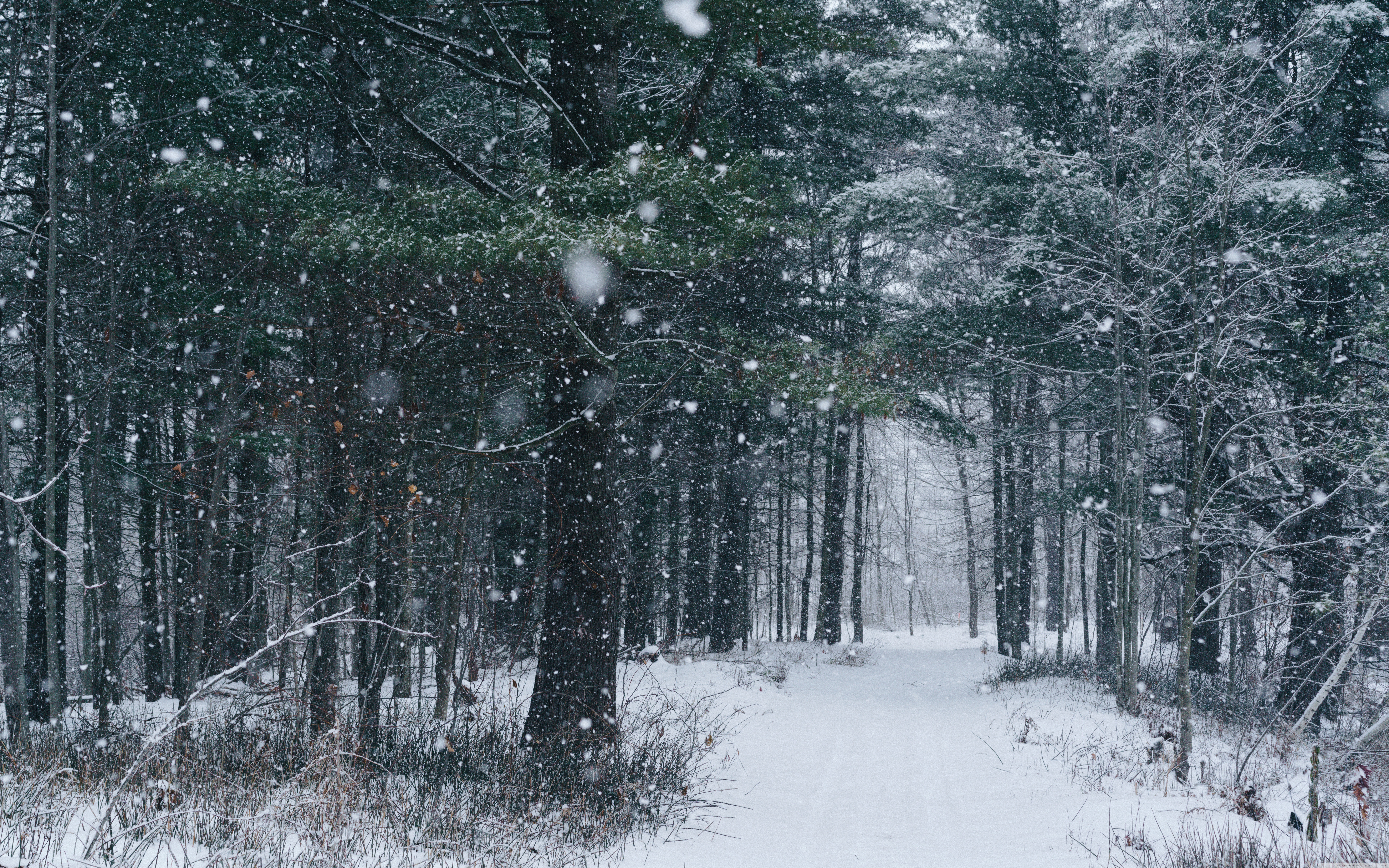 Snowfall, Path, Trees, Forest, Winter 4K UHD Wallpaper for UltraHD Desktop and TV, Widescreen and UltraWide Display, Smartphone and Tablet Devices