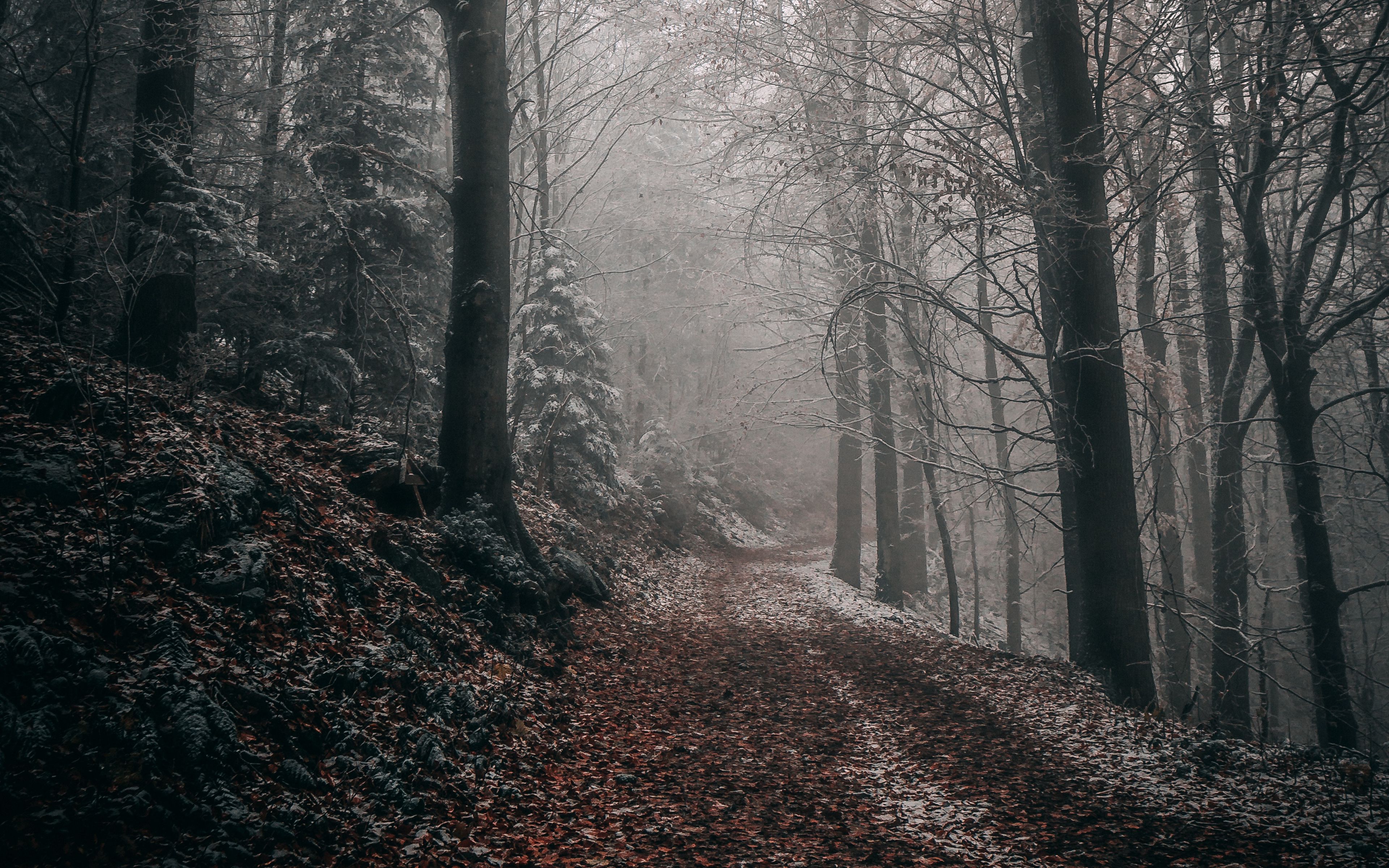 Download wallpaper 3840x2400 forest, autumn, fog, foliage, path, trees 4k ultra HD 16:10 HD background