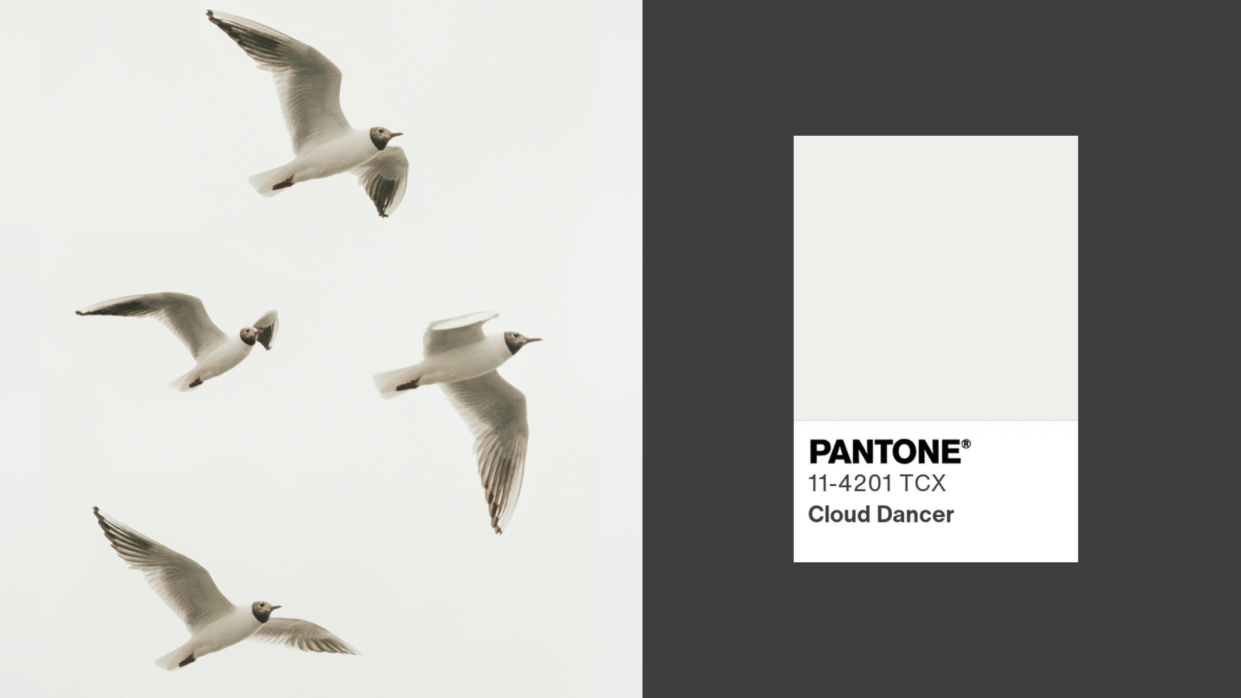 Introducing Pantone's Color of the Year 2026: Cloud Dancer Noun Project Blog