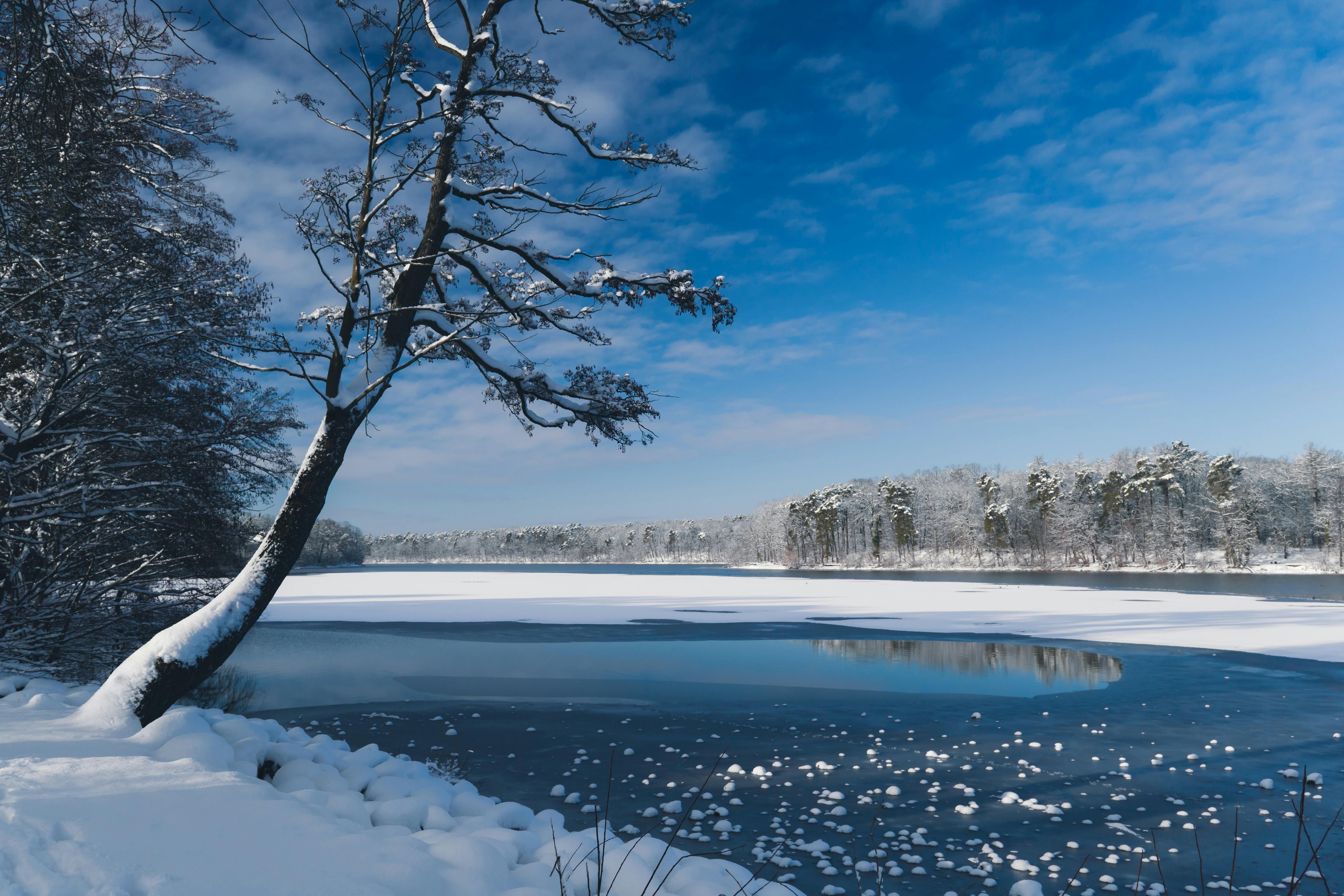 Serene Winter Landscape With Snow Covered Trees · Free