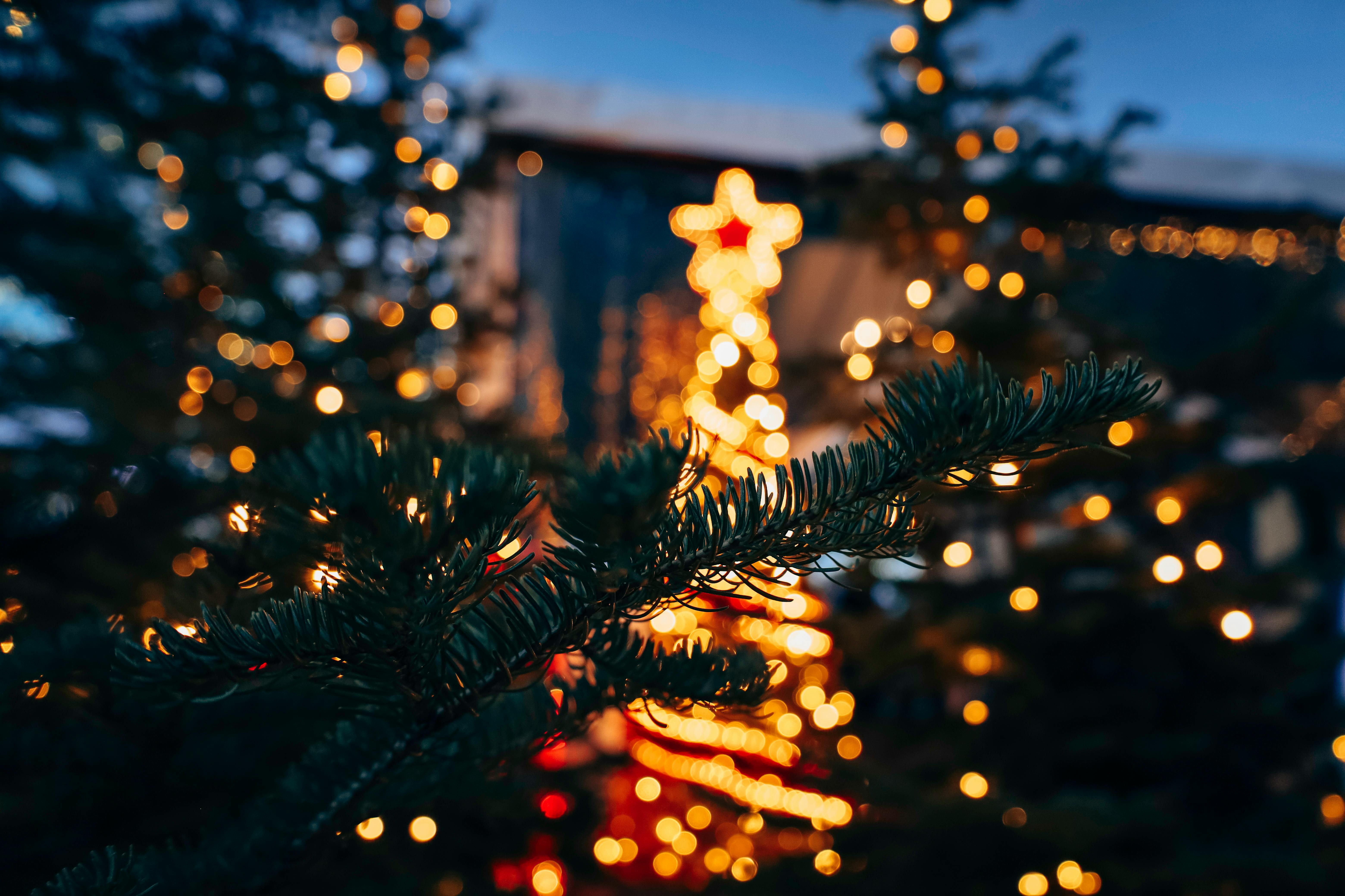 Festive Christmas Tree with Twinkling Lights in Vancouver · Free