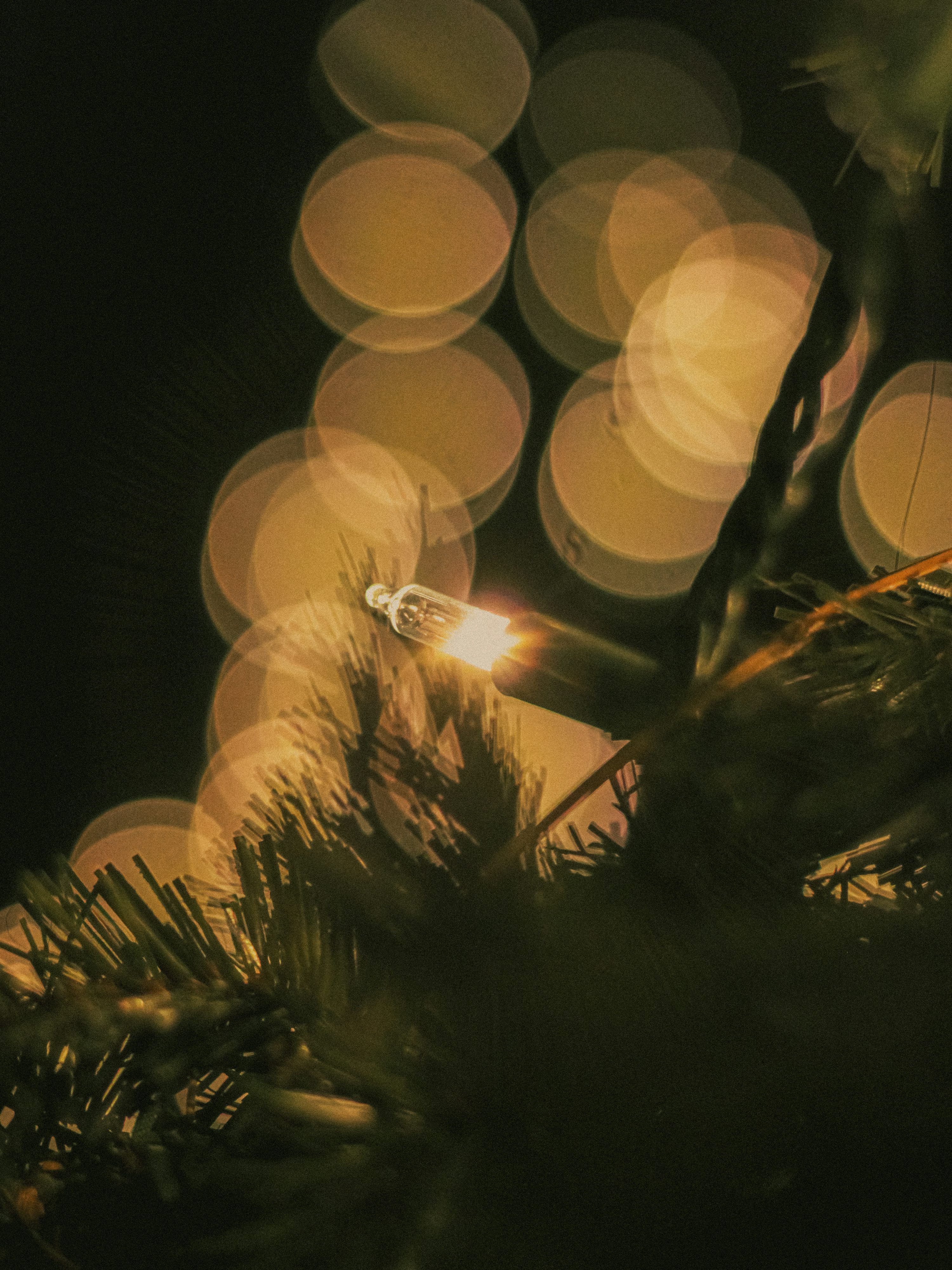 A close up of a christmas tree with lights in the background photo