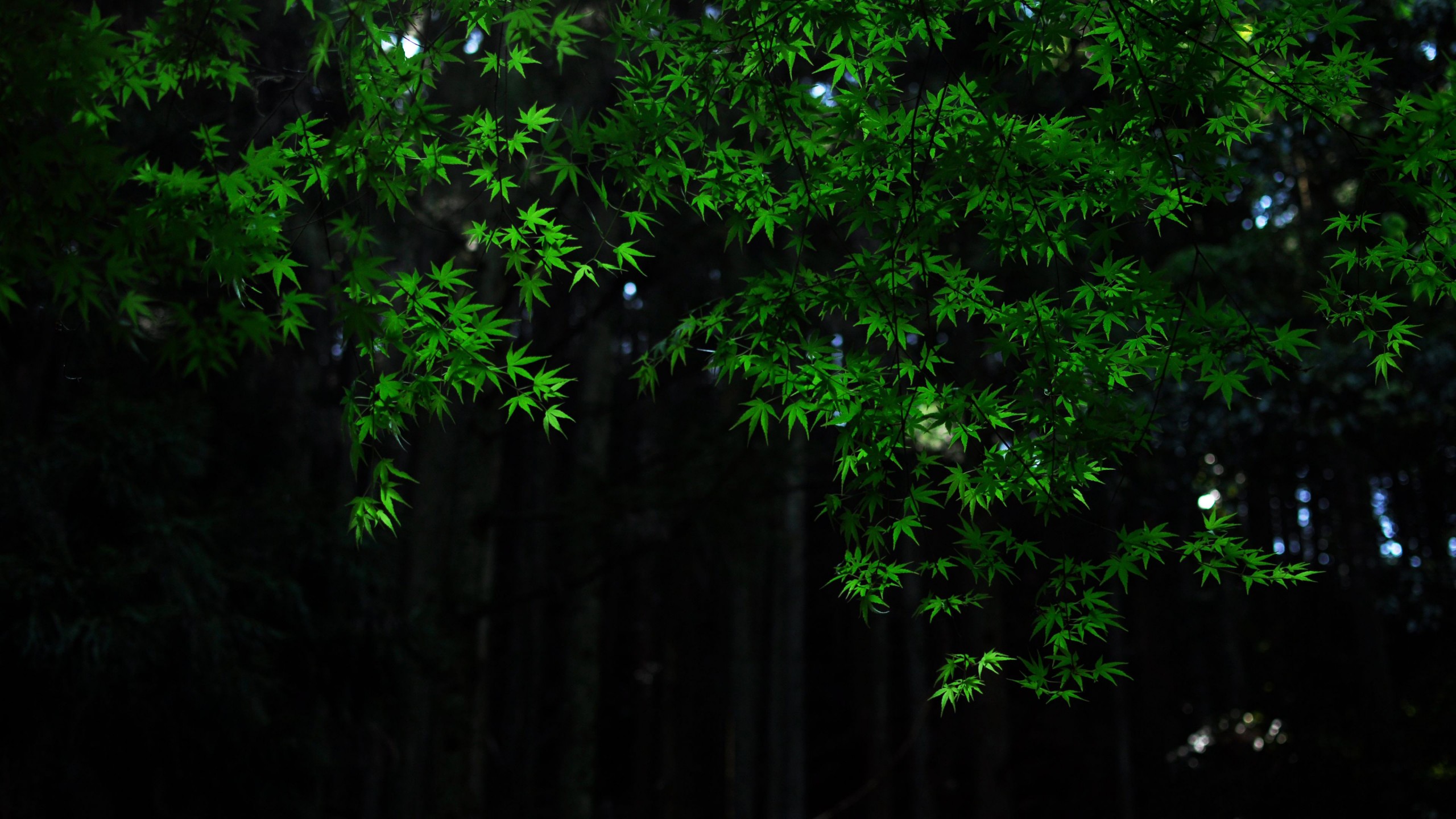 Nature, Green, Maple, Leaves, Tree, Branches, Dark, Background, Bokeh, Forest 4K HD Dark Background Wallpaper