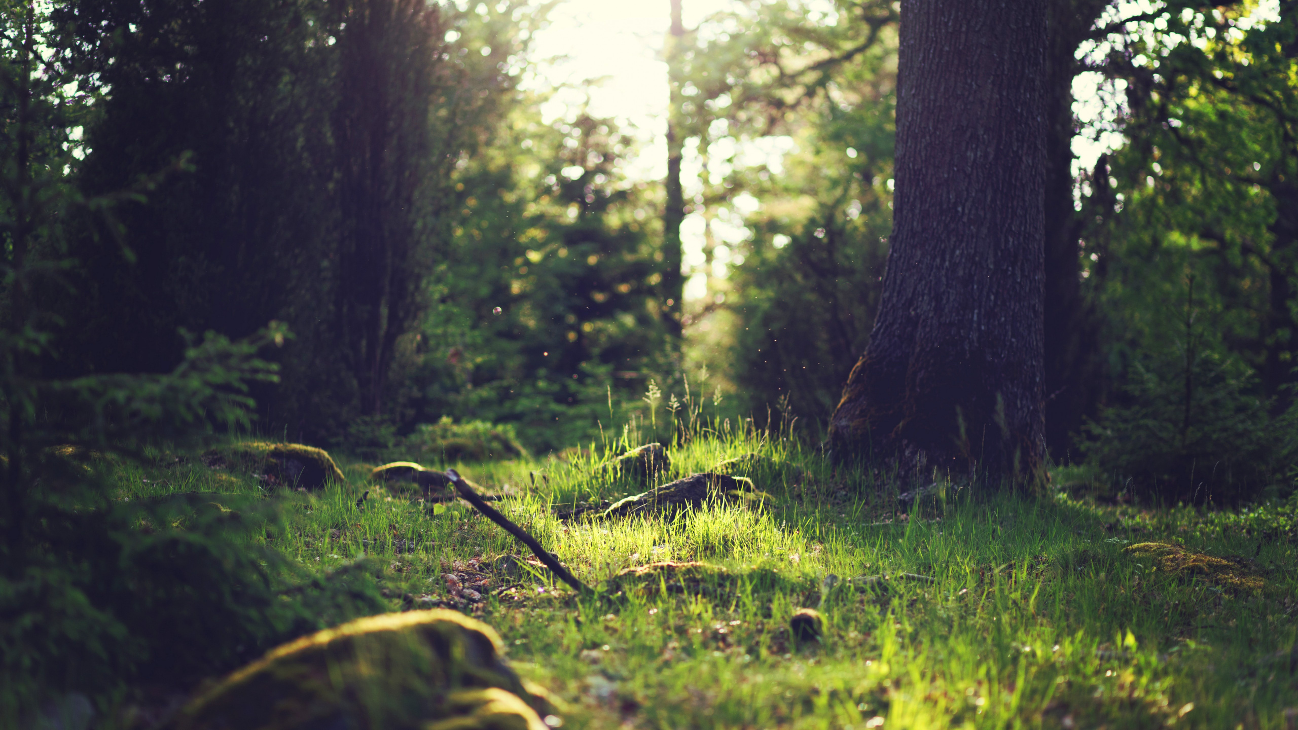 WQHD, QHD, 16:9 Forest Wallpaper Free 2560x1440 High Quality Background