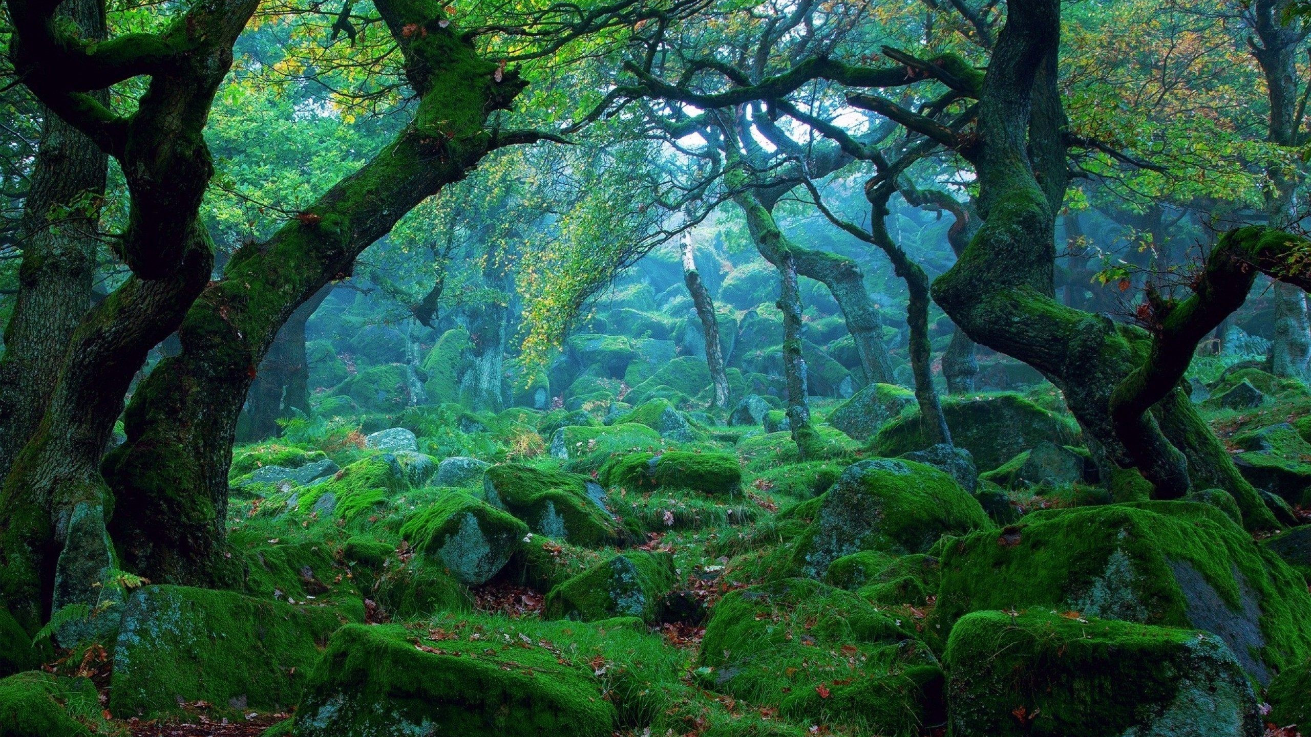 Landscape Forest Widescreen Wallpaper 25732