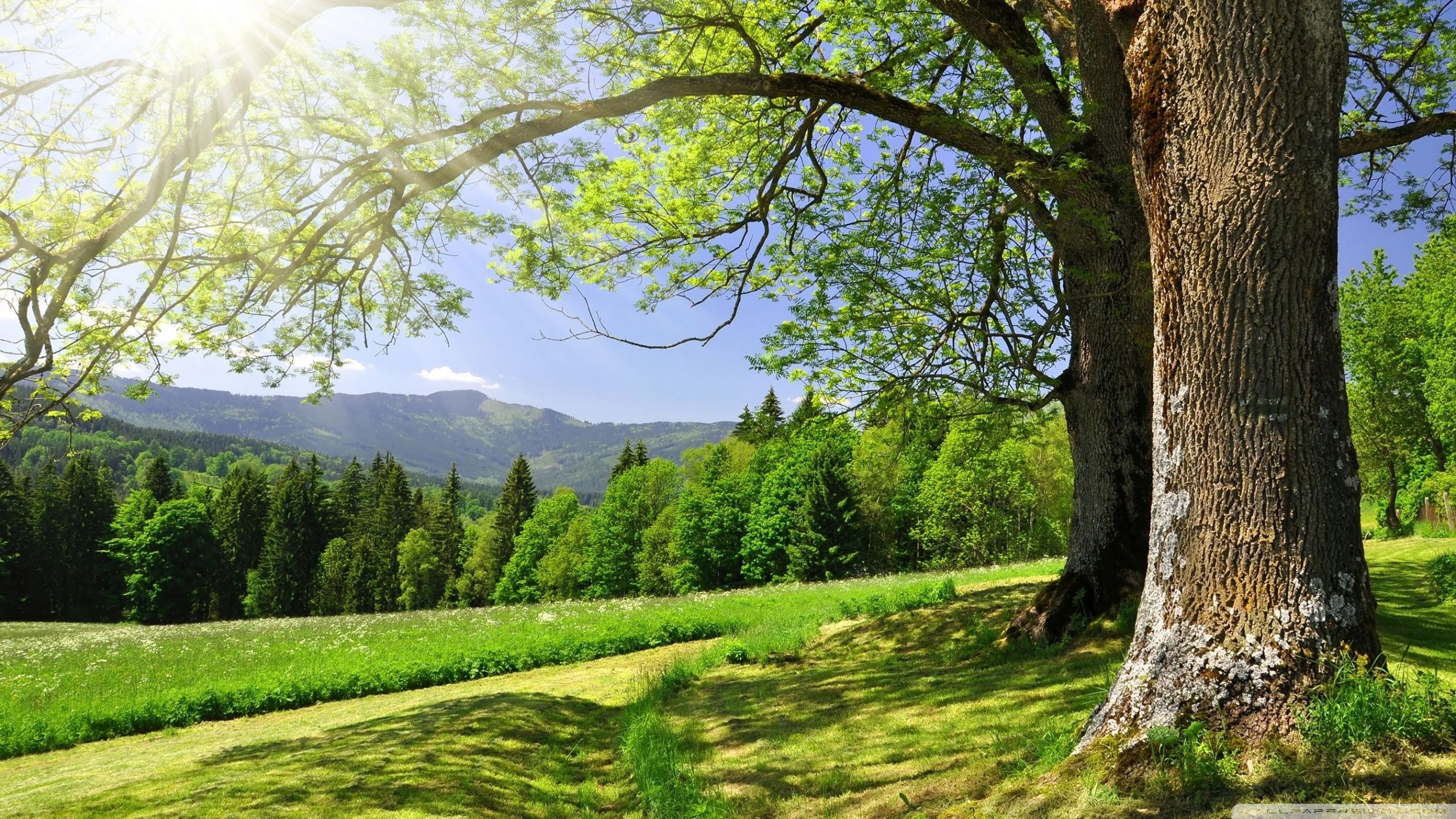 Green Scenery Desktop Wallpaper, HD Green Scenery Desktop Background on WallpaperBat