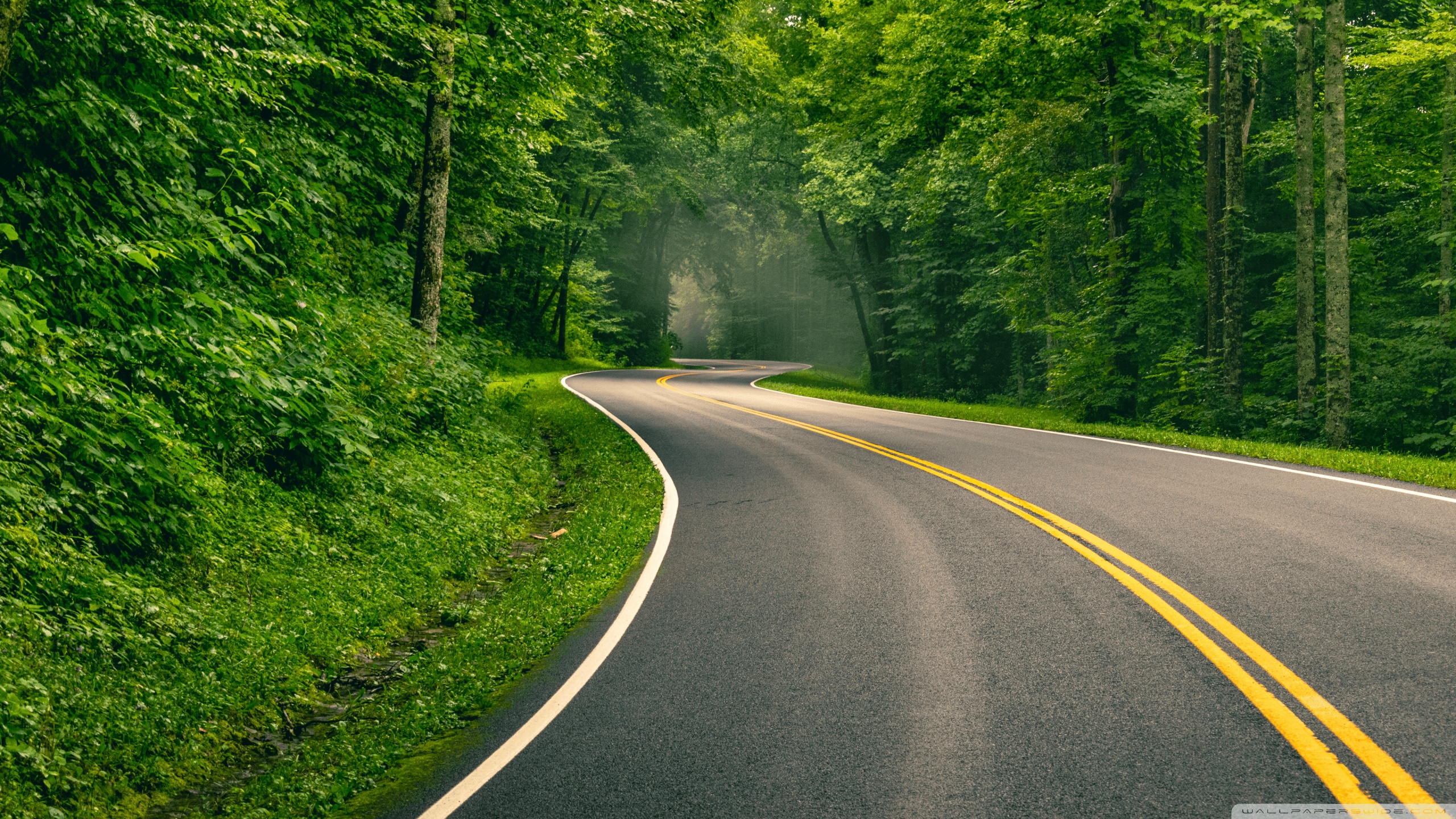 Curved Road through Vibrant Green Forest 4K UHD Wallpaper for UltraHD Desktop and TV, Widescreen and UltraWide Display, Dual Monitor, Smartphone and Tablet Devices