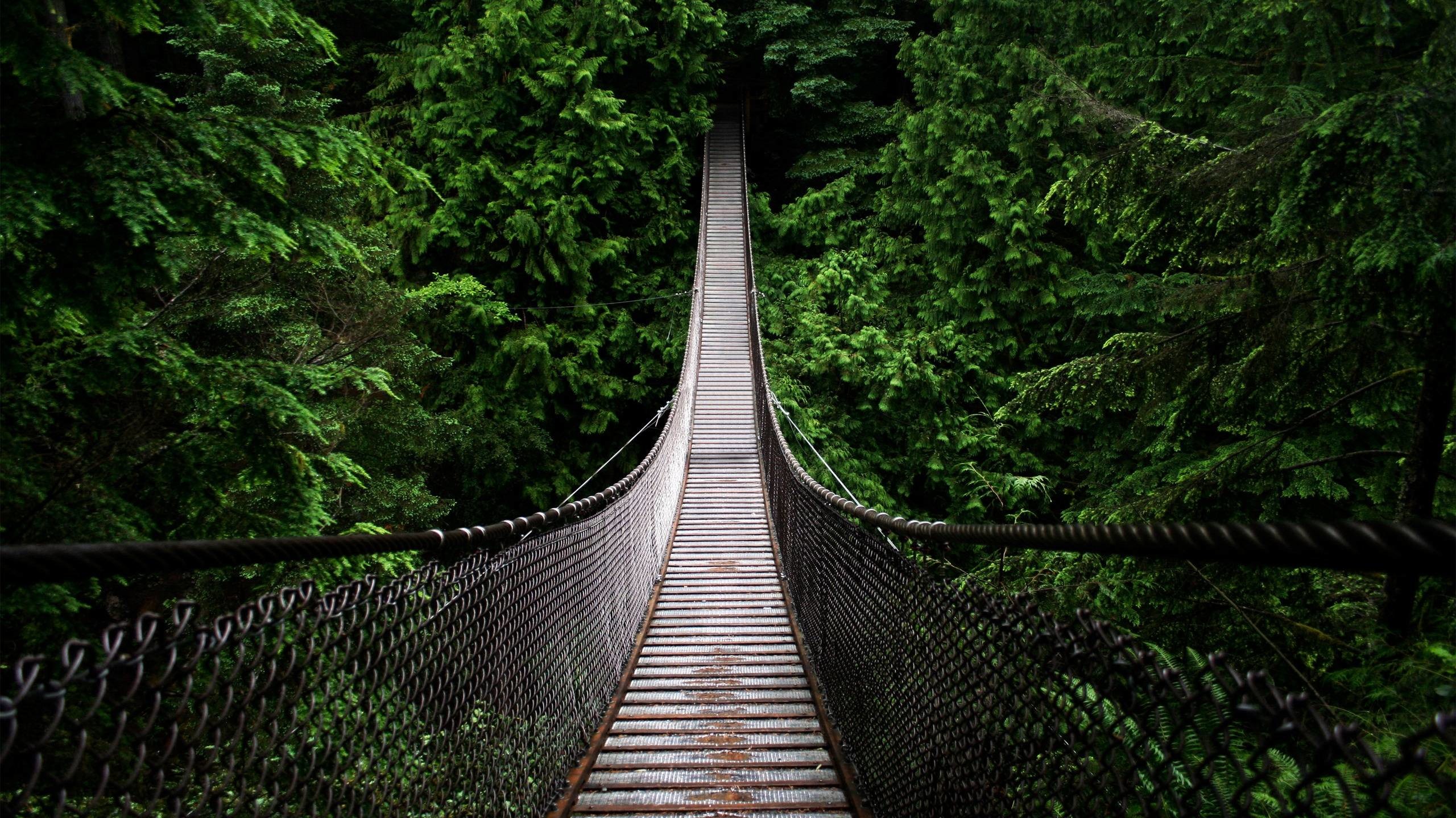 Wallpaper 2560 X 1440