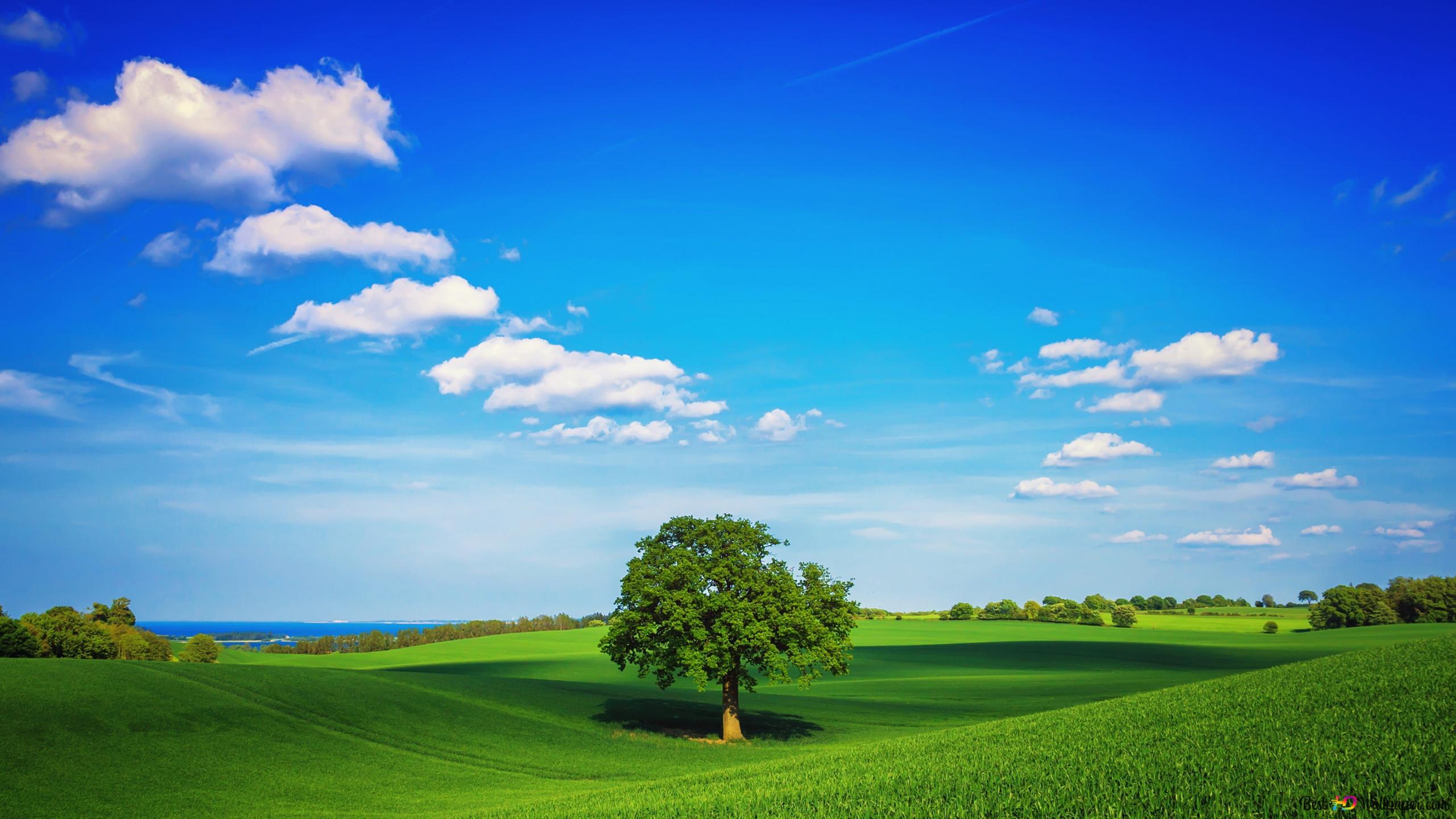 Great view of lonely green tree 4K wallpaper download