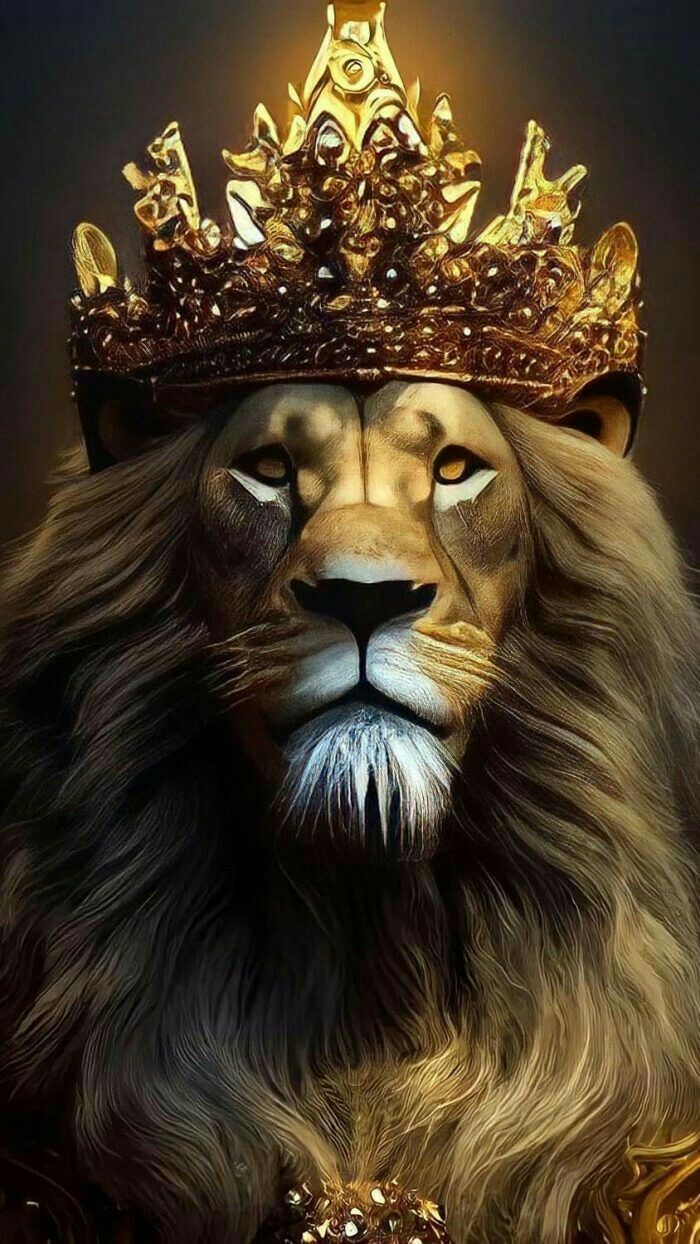 karim. Lion wallpaper, Lion picture, Lion photography