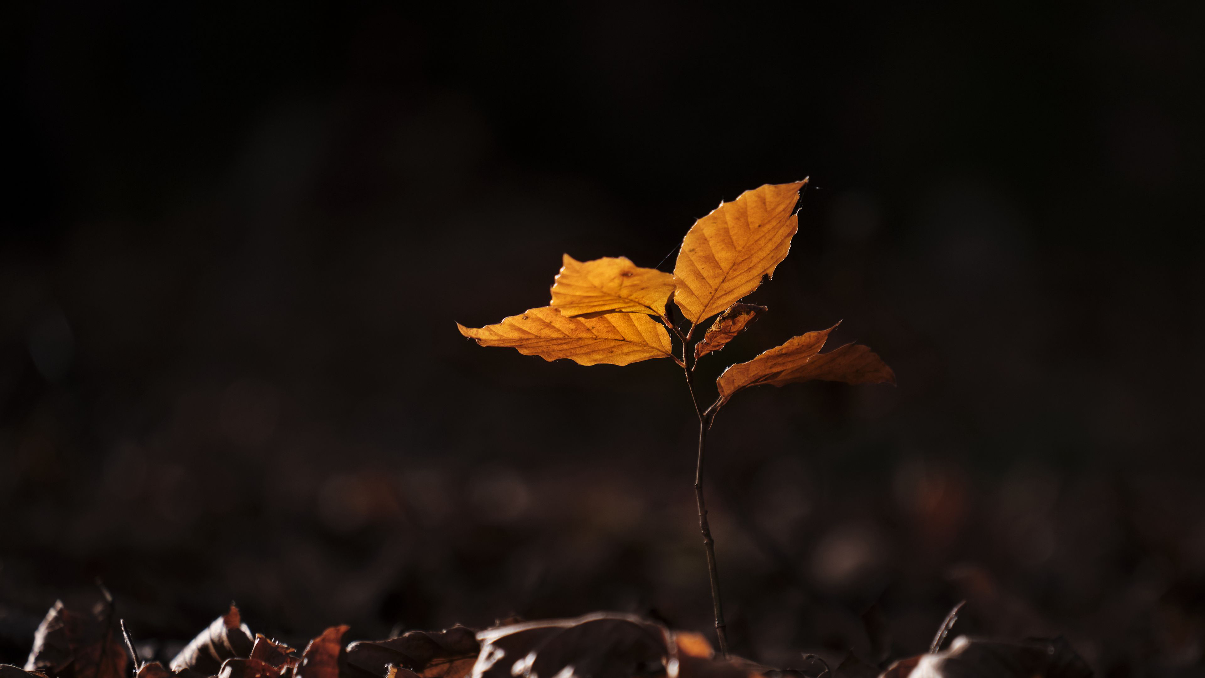 Sprout Fallen Leaves Dark Background 4K HD Photography Wallpaper
