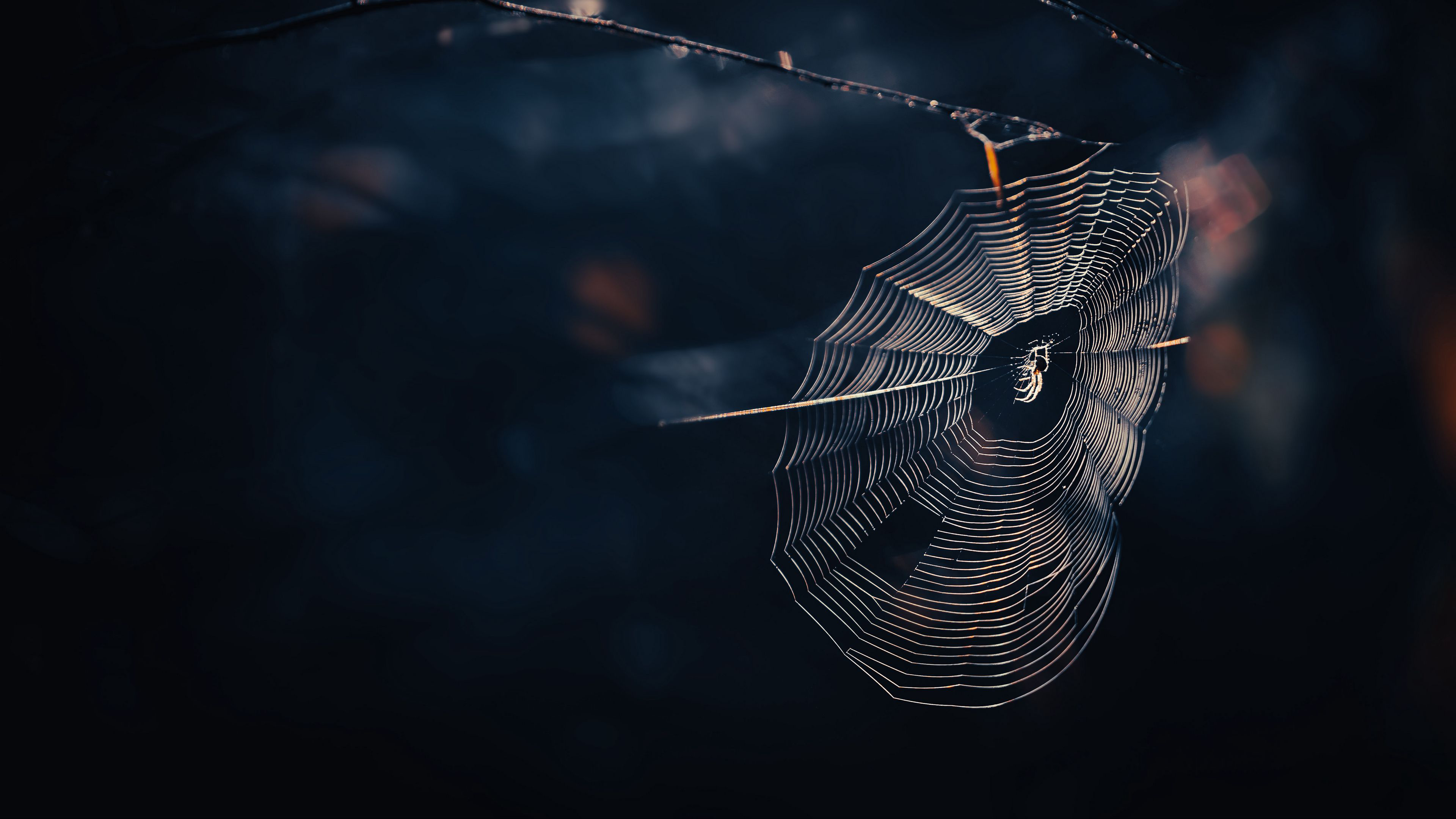 Cobweb Spider Threads Dark Background Photography 4K HD Photography Wallpaper