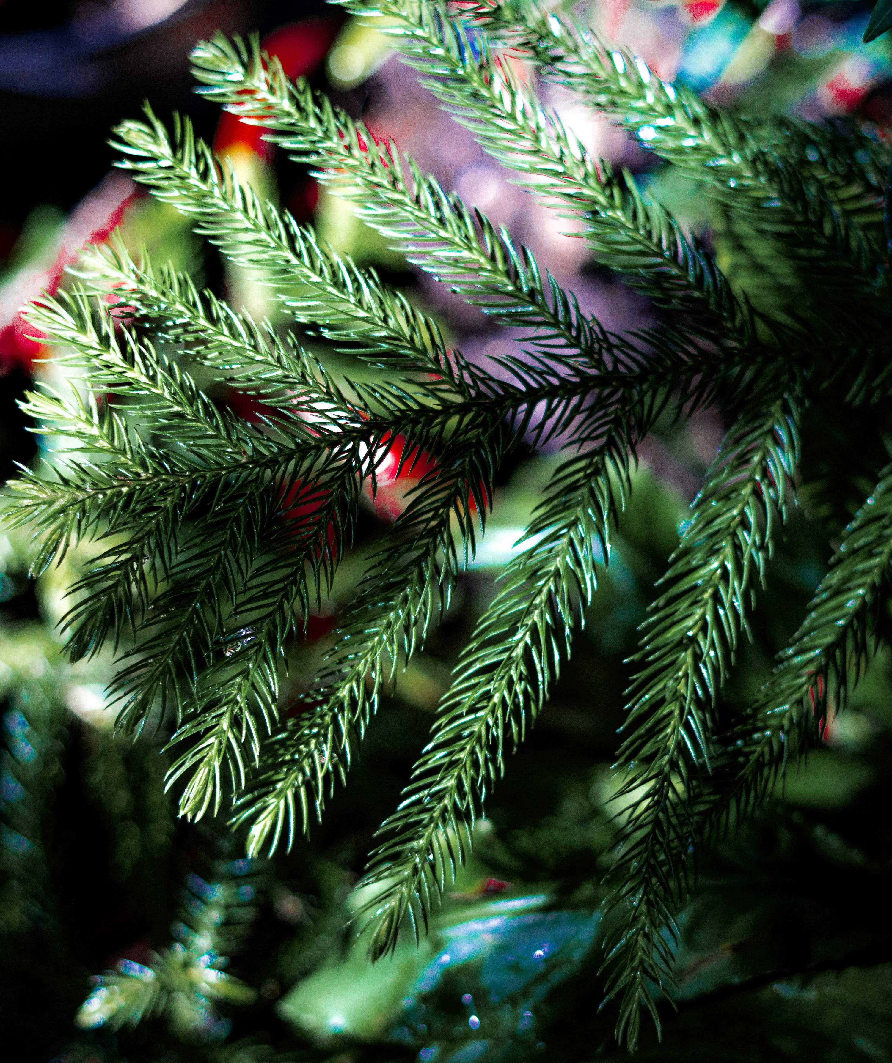 Outdoor Christmas Tree Picture. Download Free Image