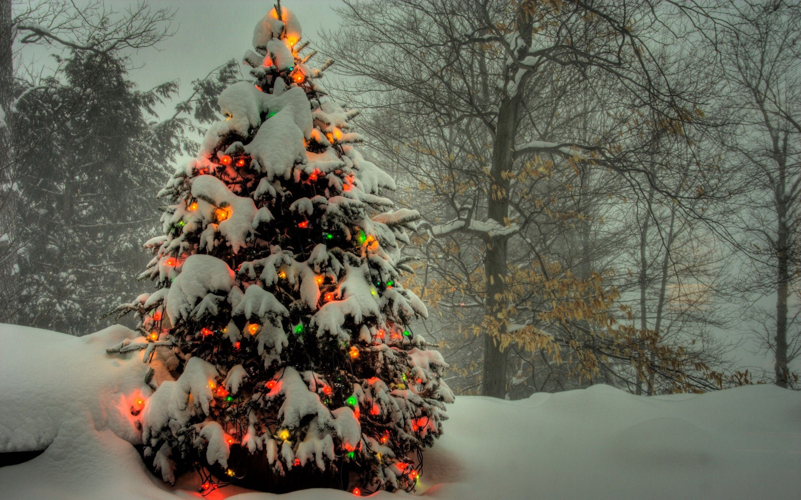HD Wallpaper of a Snowy Christmas Tree with Holiday Lights