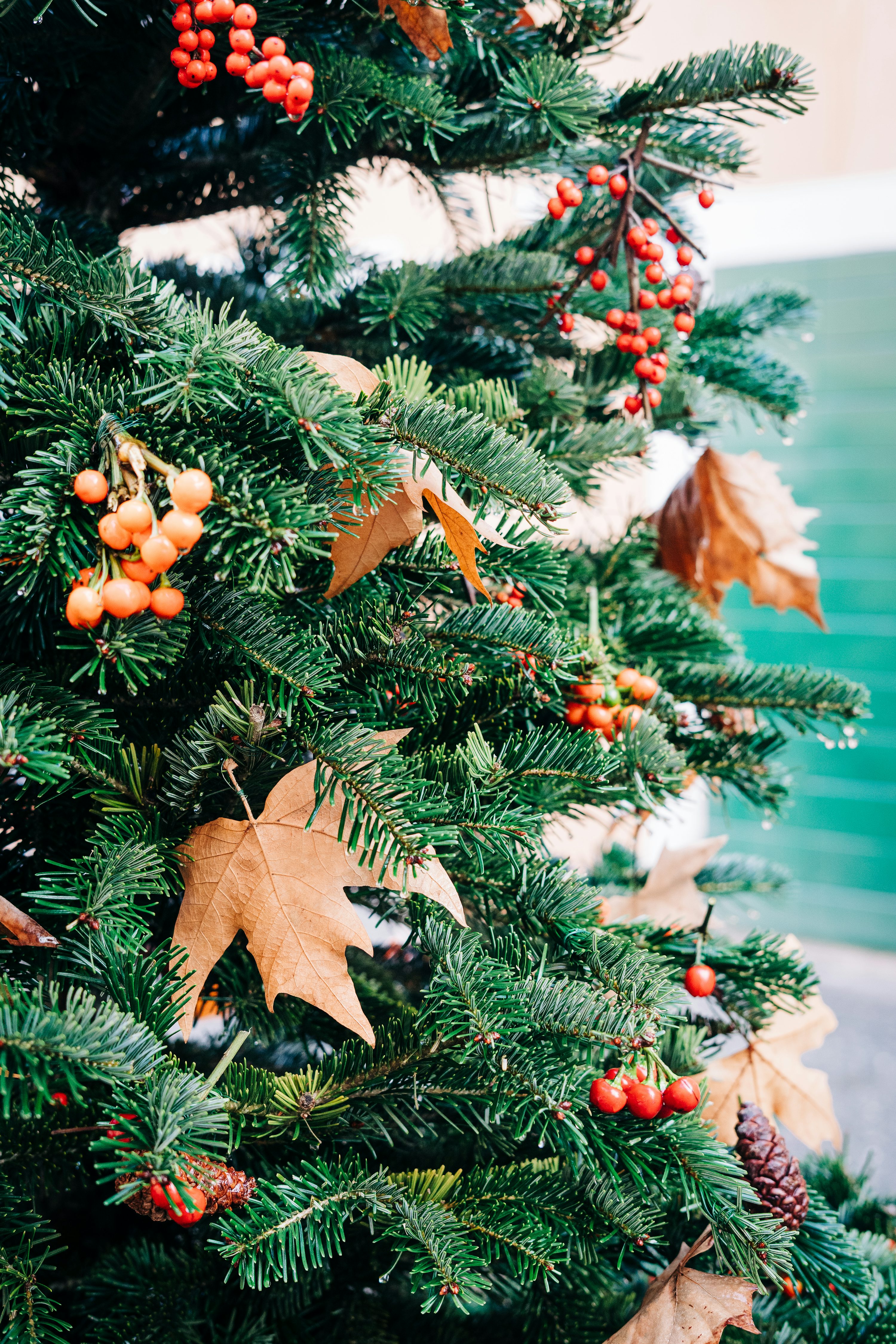 A close up of a christmas tree with berries and leaves photo