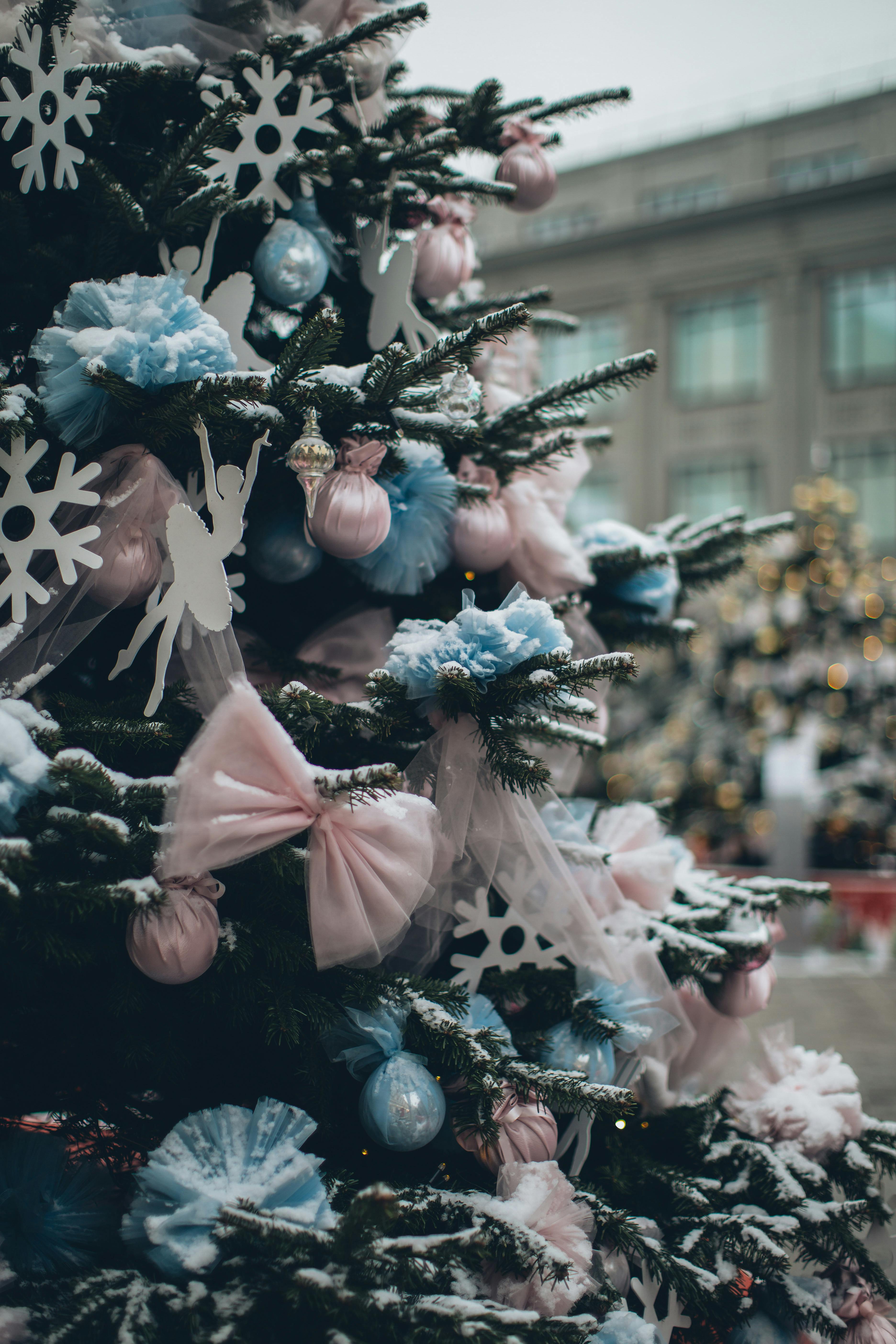 Outdoor Christmas Tree Photo, Download The BEST Free Outdoor Christmas Tree & HD Image