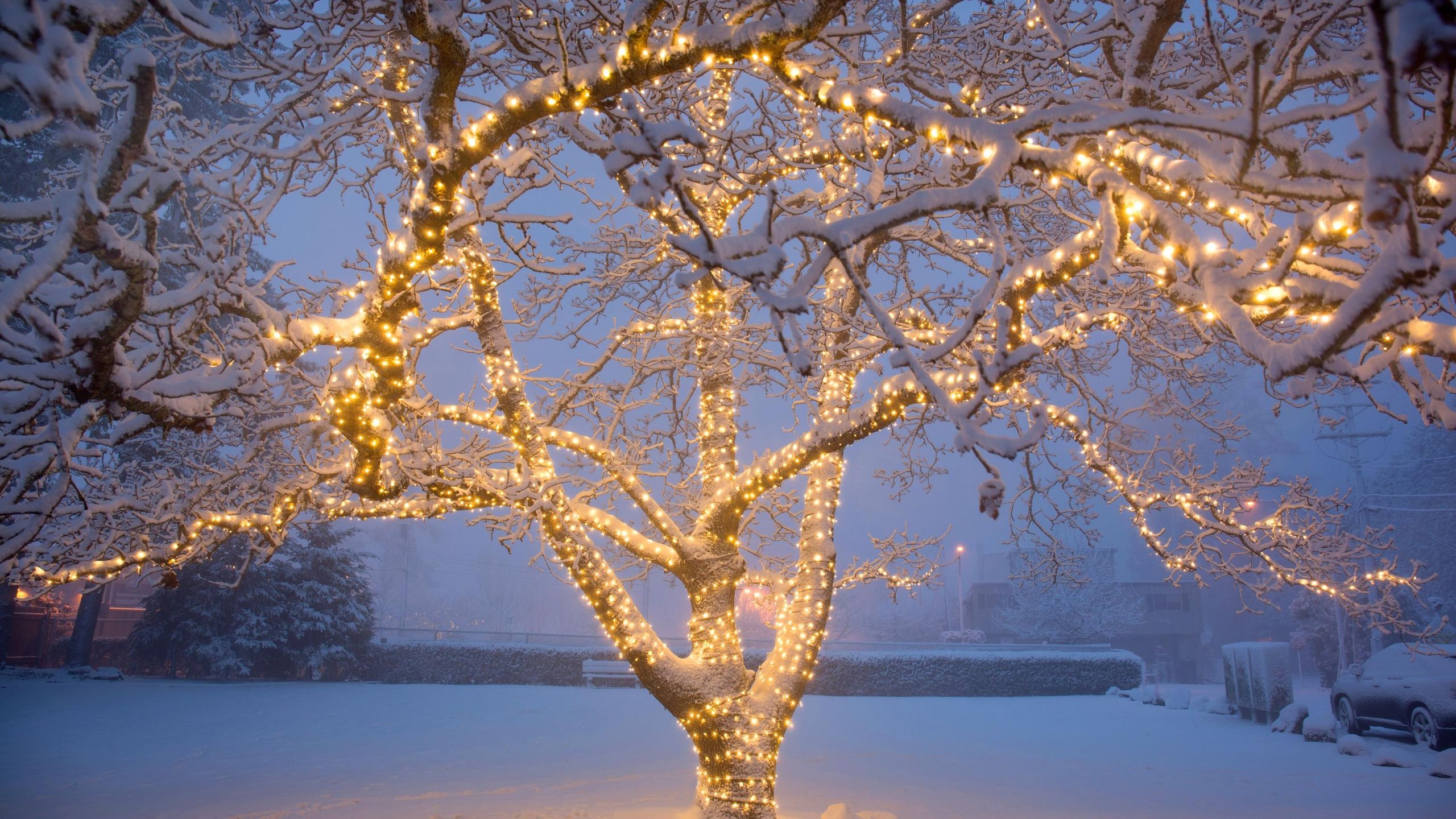 ways to decorate outdoor trees for Christmas with lights
