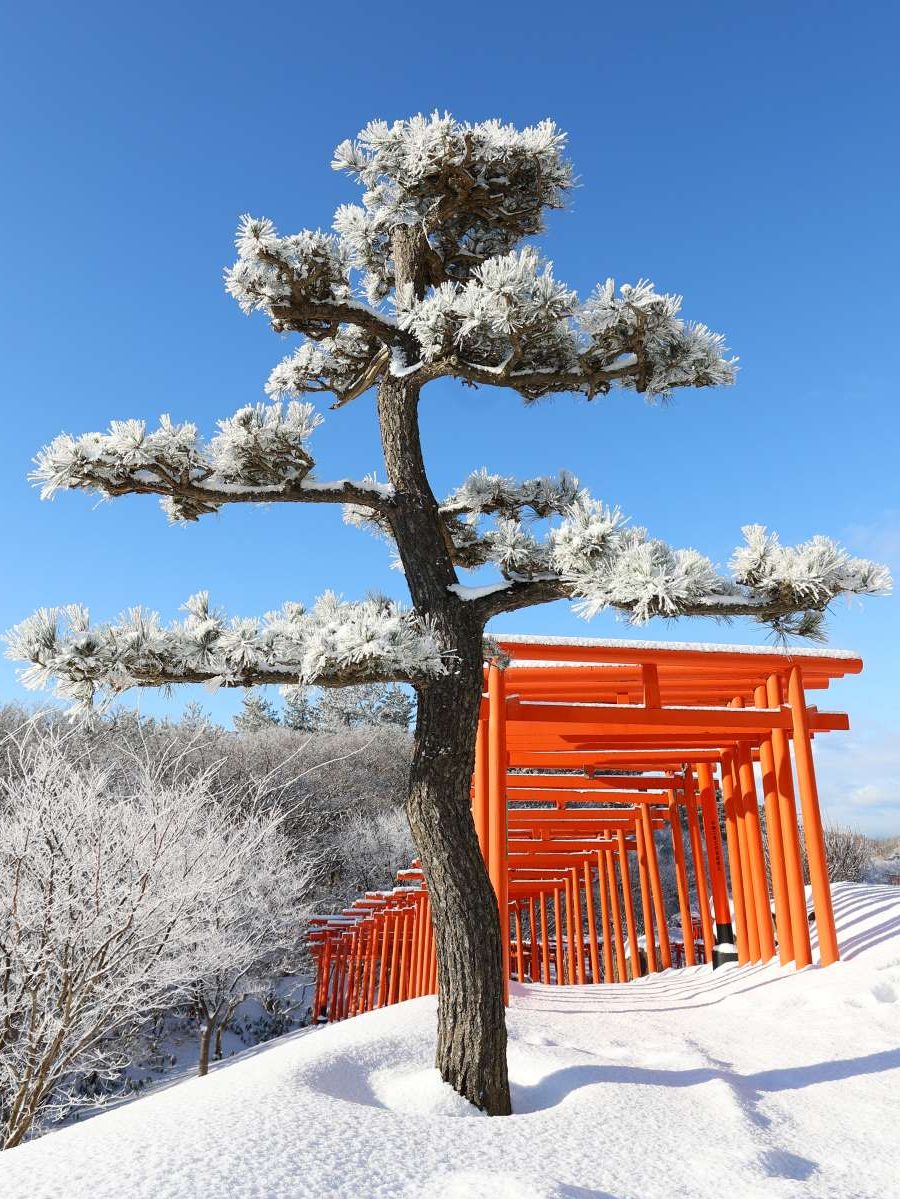 Hidden Wonders of Japan Best Cherry Blossom Viewing Spots Await at Takayama Inari Shrine