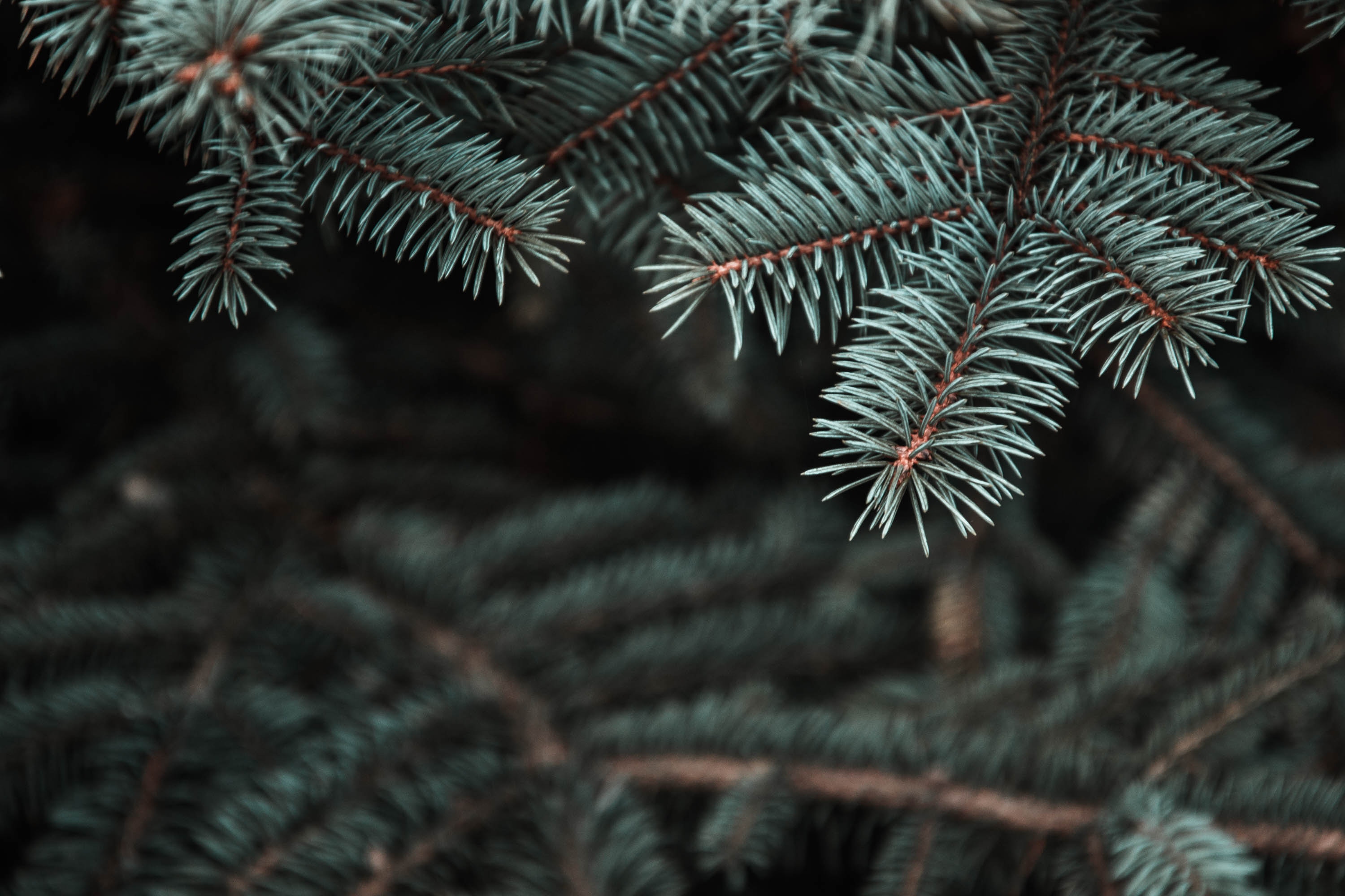 Desktop wallpaper: Needle, Pine, Macro, Blur, Smooth, Branch, Christmas Tree, Thorns, Prickles 4K free download for PC. 114457